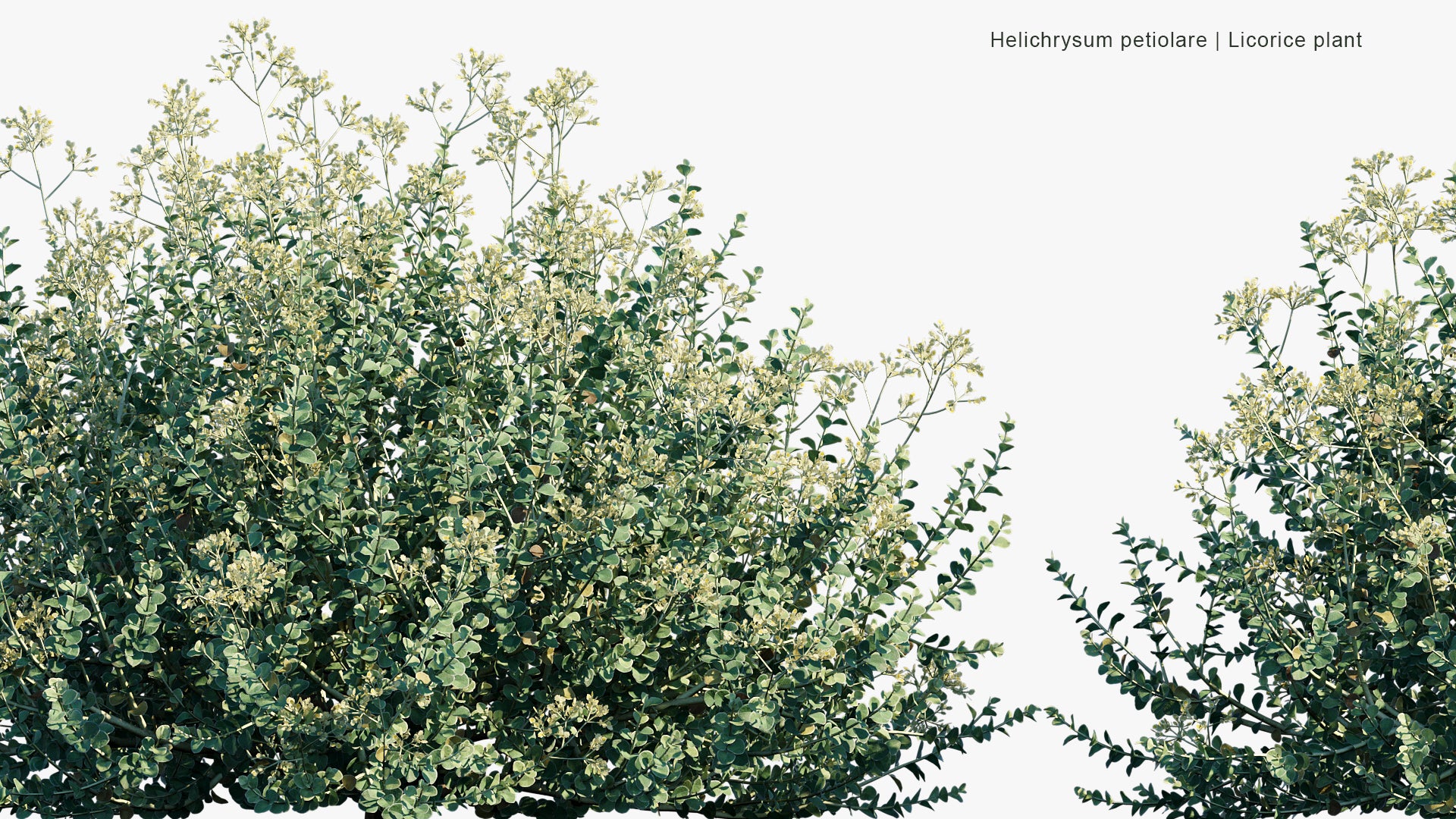Helichrysum Petiolare - Liquorice Plant, Silver-bush Everlastingflower, Trailing Dusty Miller, Kooigoed (3D Model)