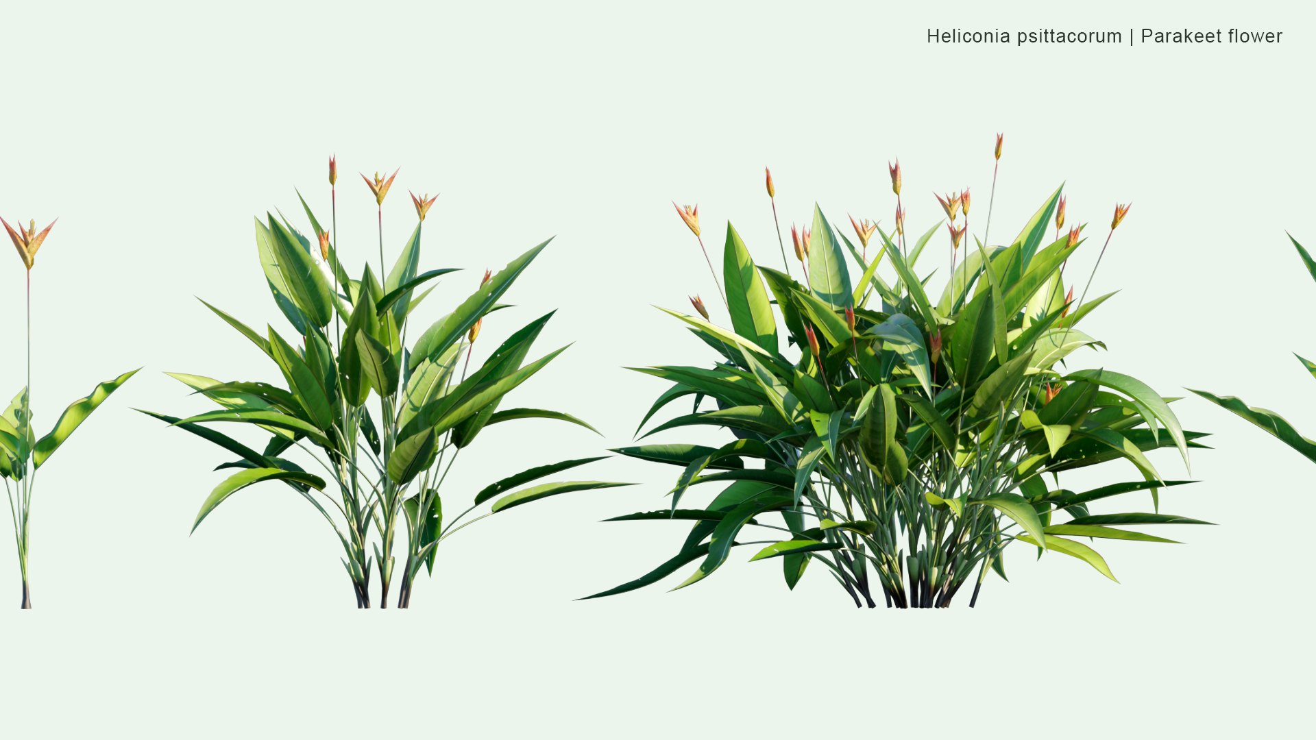 2D Heliconia Psittacorum - Parakeet Flower