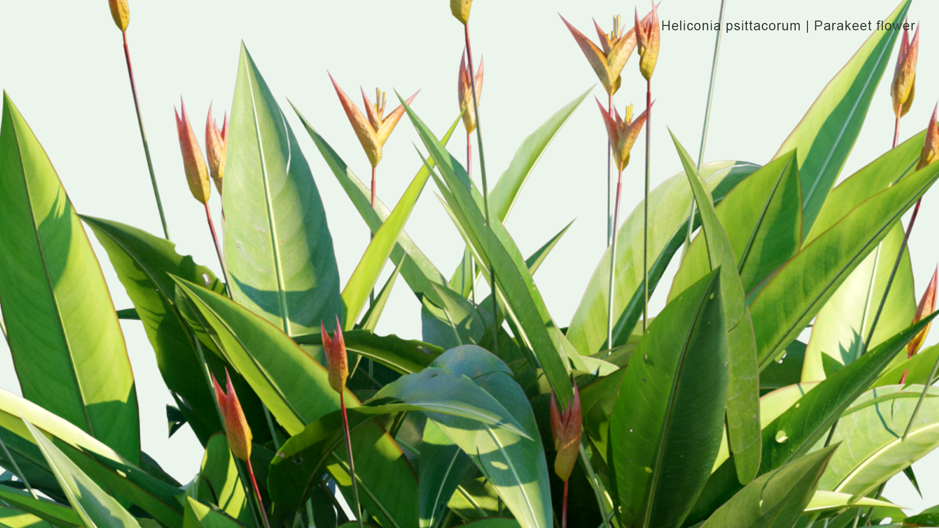 2D Heliconia Psittacorum - Parakeet Flower
