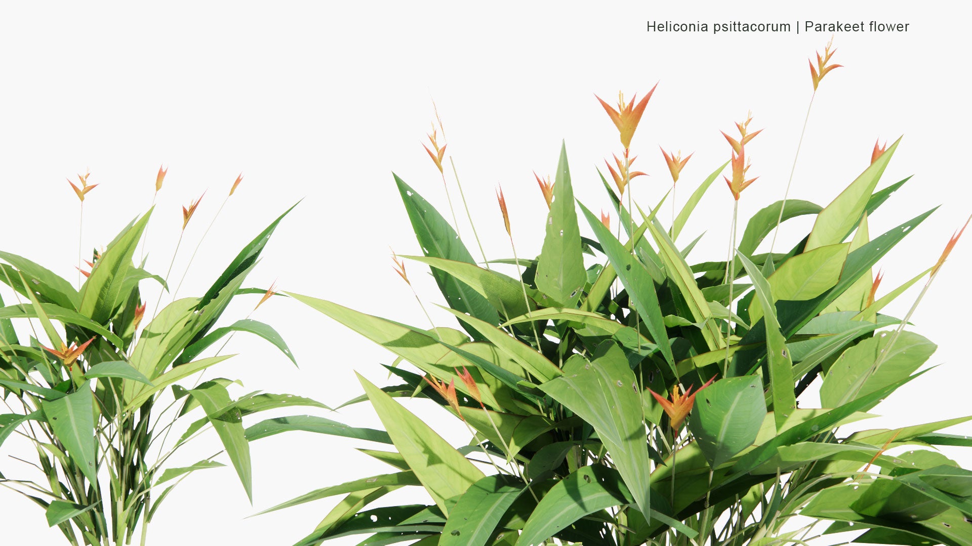 Low Poly Heliconia Psittacorum - Parakeet Flower (3D Model)