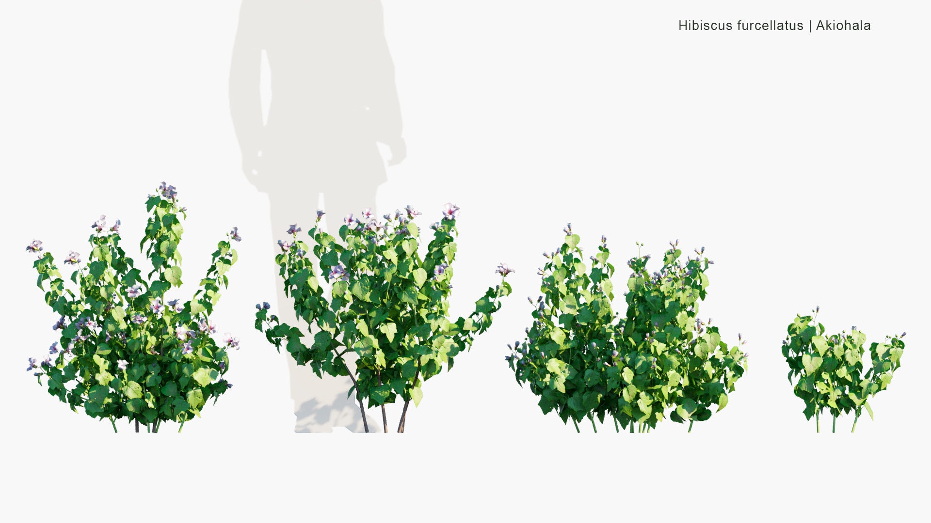 Low Poly Hibiscus Furcellatus - Hawaiian Pink Hibiscus, Akiohala, Lindenleaf Rosemallow (3D Model)