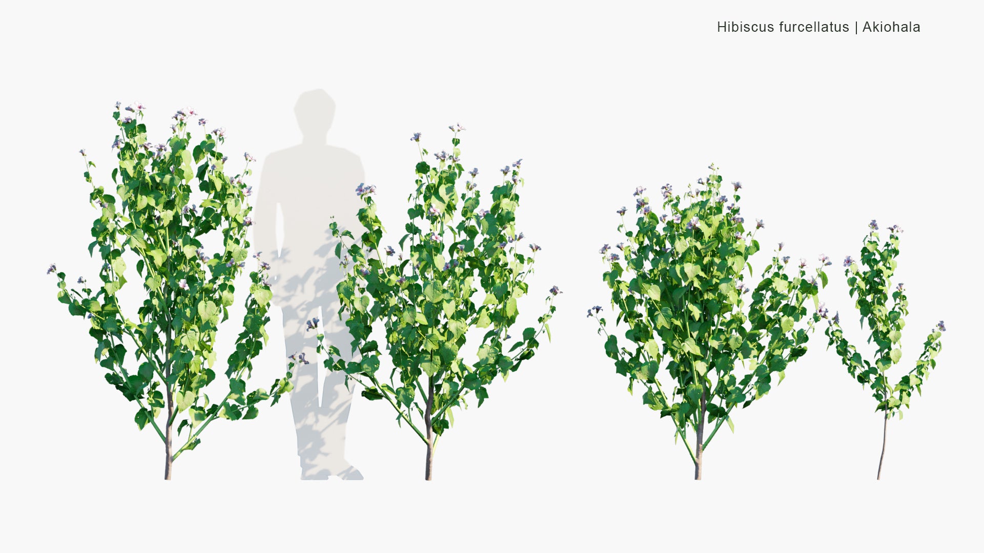 Low Poly Hibiscus Furcellatus - Hawaiian Pink Hibiscus, Akiohala, Lindenleaf Rosemallow (3D Model)