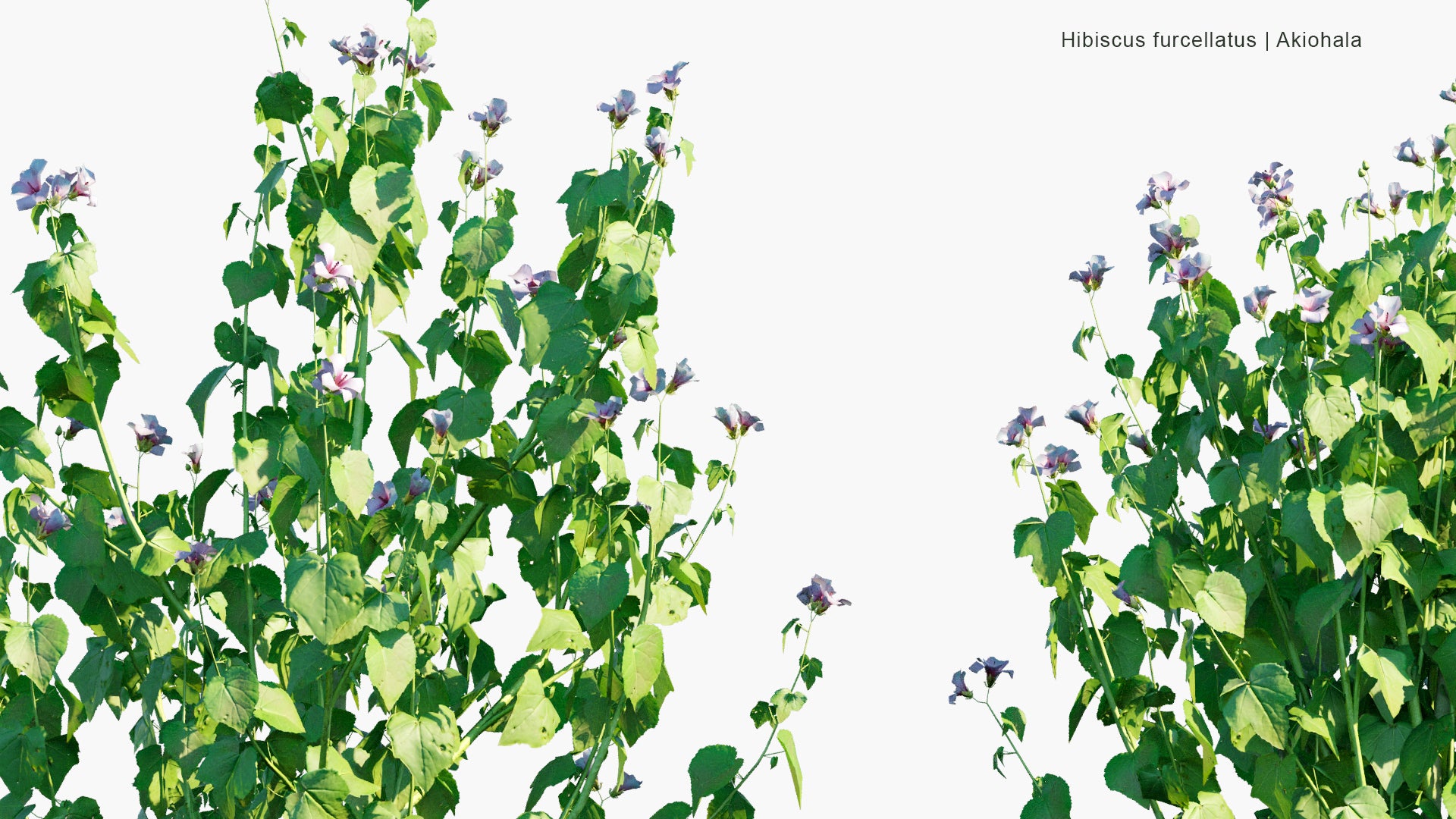 Low Poly Hibiscus Furcellatus - Hawaiian Pink Hibiscus, Akiohala, Lindenleaf Rosemallow (3D Model)