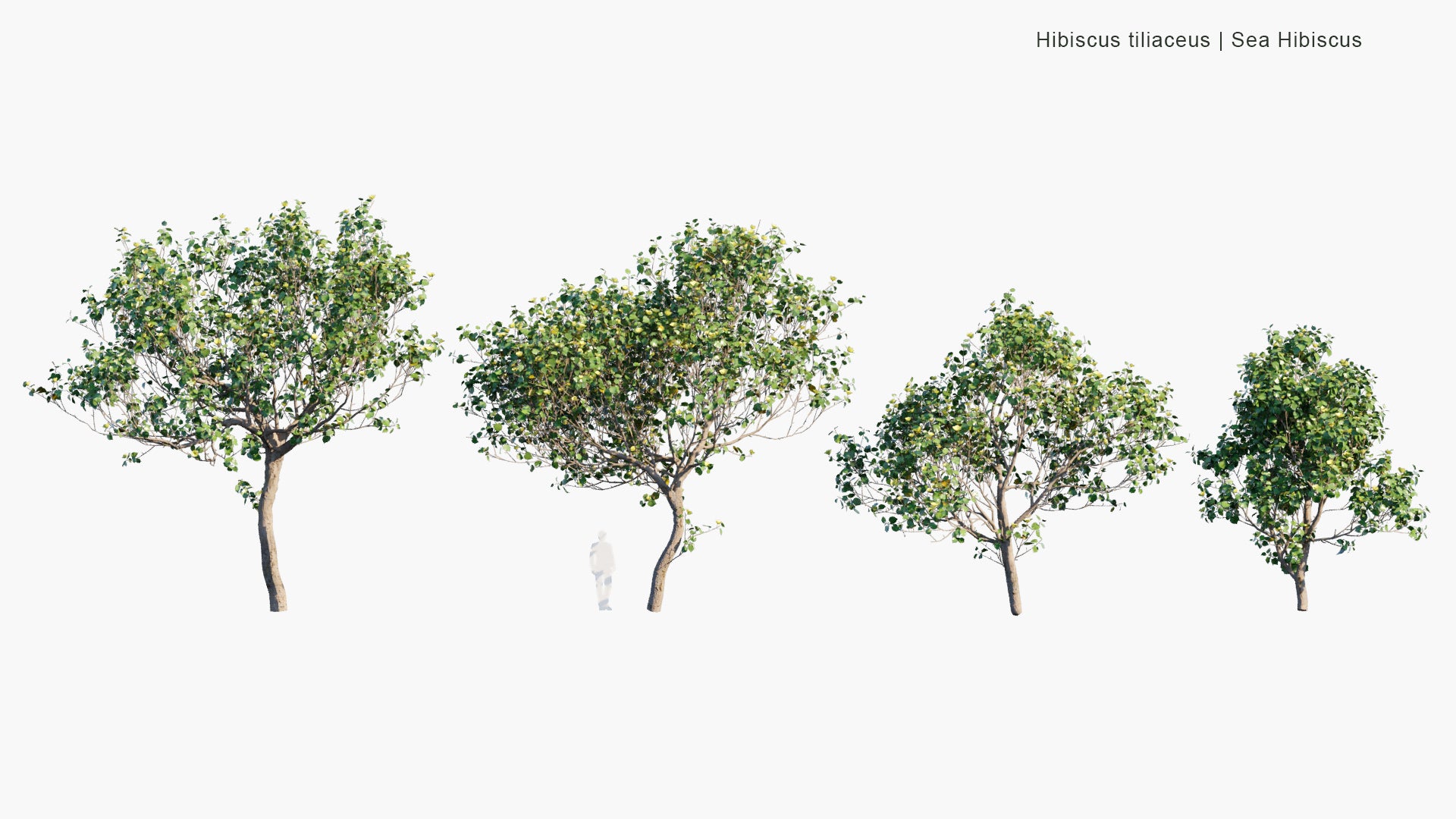 Low Poly Hibiscus Tiliaceus - Sea Hibiscus, Coast Cottonwood, Hau (3D Model)