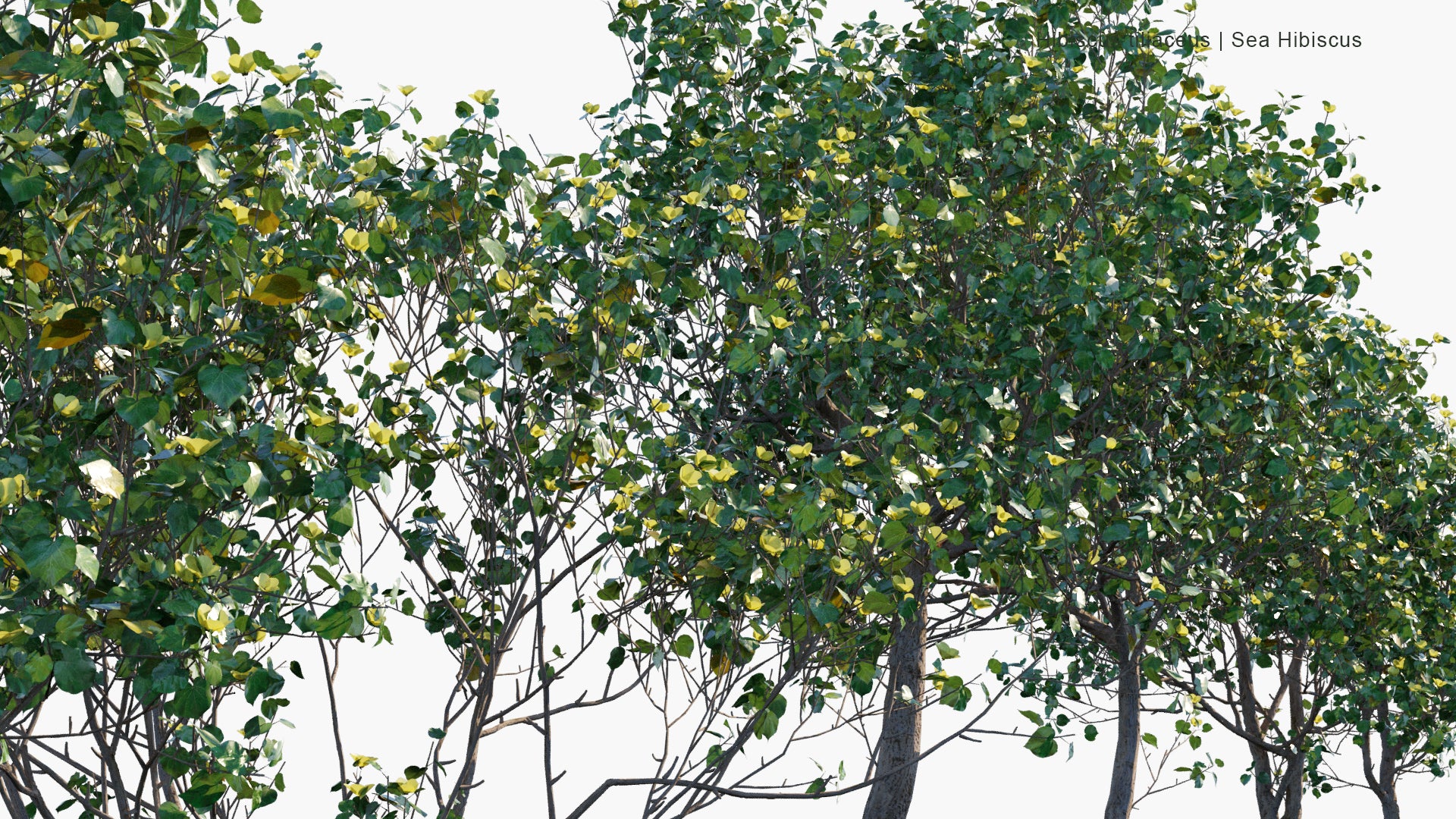 Low Poly Hibiscus Tiliaceus - Sea Hibiscus, Coast Cottonwood, Hau (3D Model)