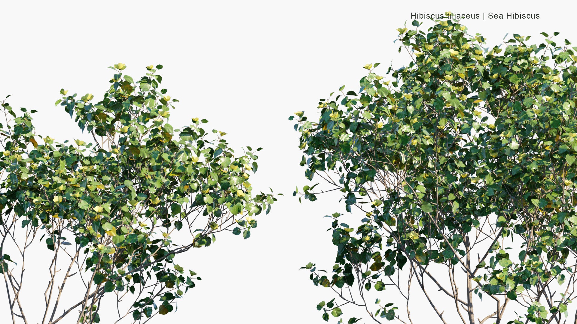 Low Poly Hibiscus Tiliaceus - Sea Hibiscus, Coast Cottonwood, Hau (3D Model)