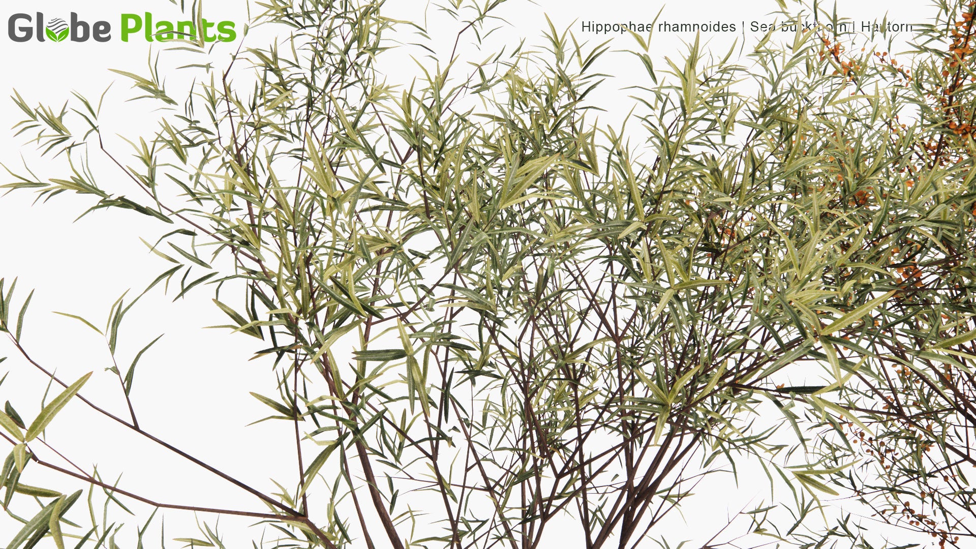 Low Poly Hippophae Rhamnoides - Sea Buckthorn, Havtorn (3D Model)