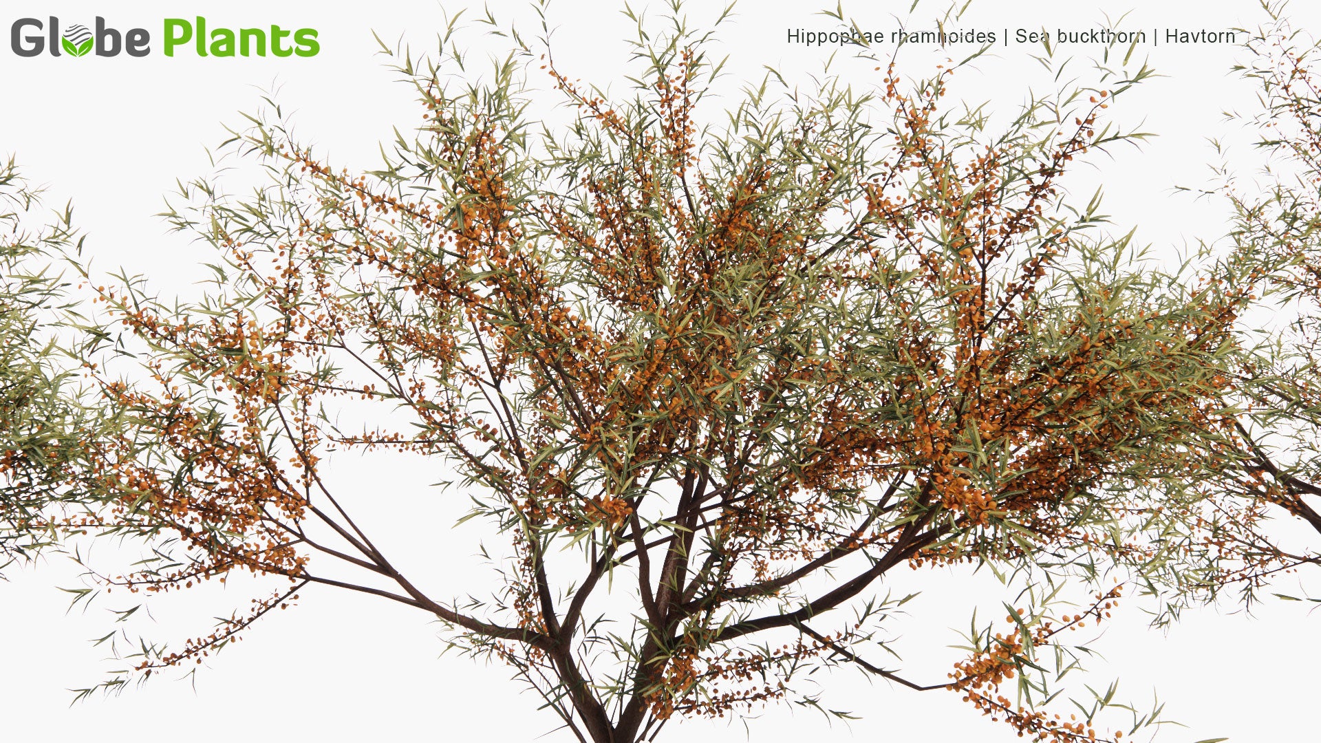 Low Poly Hippophae Rhamnoides - Sea Buckthorn, Havtorn (3D Model)