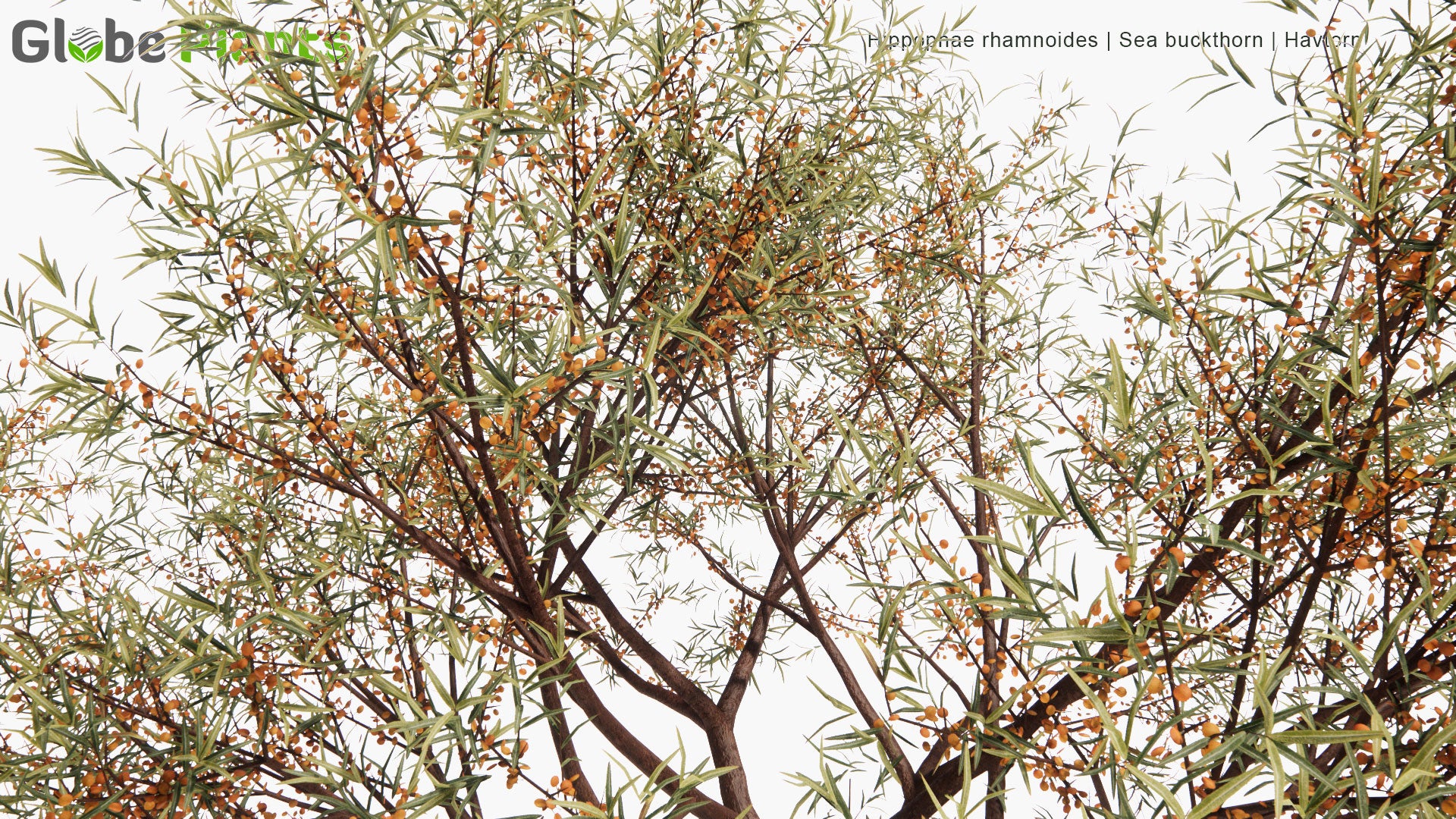 Low Poly Hippophae Rhamnoides - Sea Buckthorn, Havtorn (3D Model)
