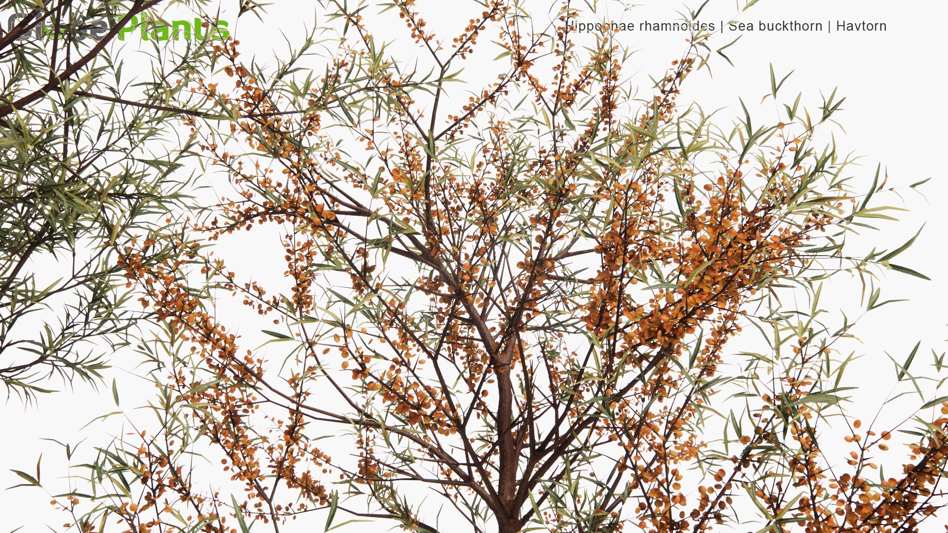 Low Poly Hippophae Rhamnoides - Sea Buckthorn, Havtorn (3D Model)