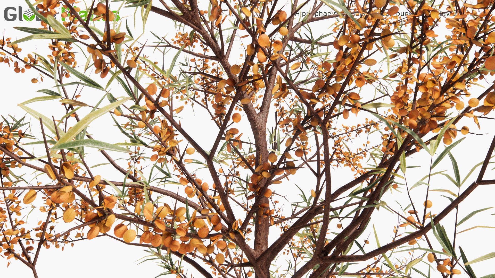 Low Poly Hippophae Rhamnoides - Sea Buckthorn, Havtorn (3D Model)