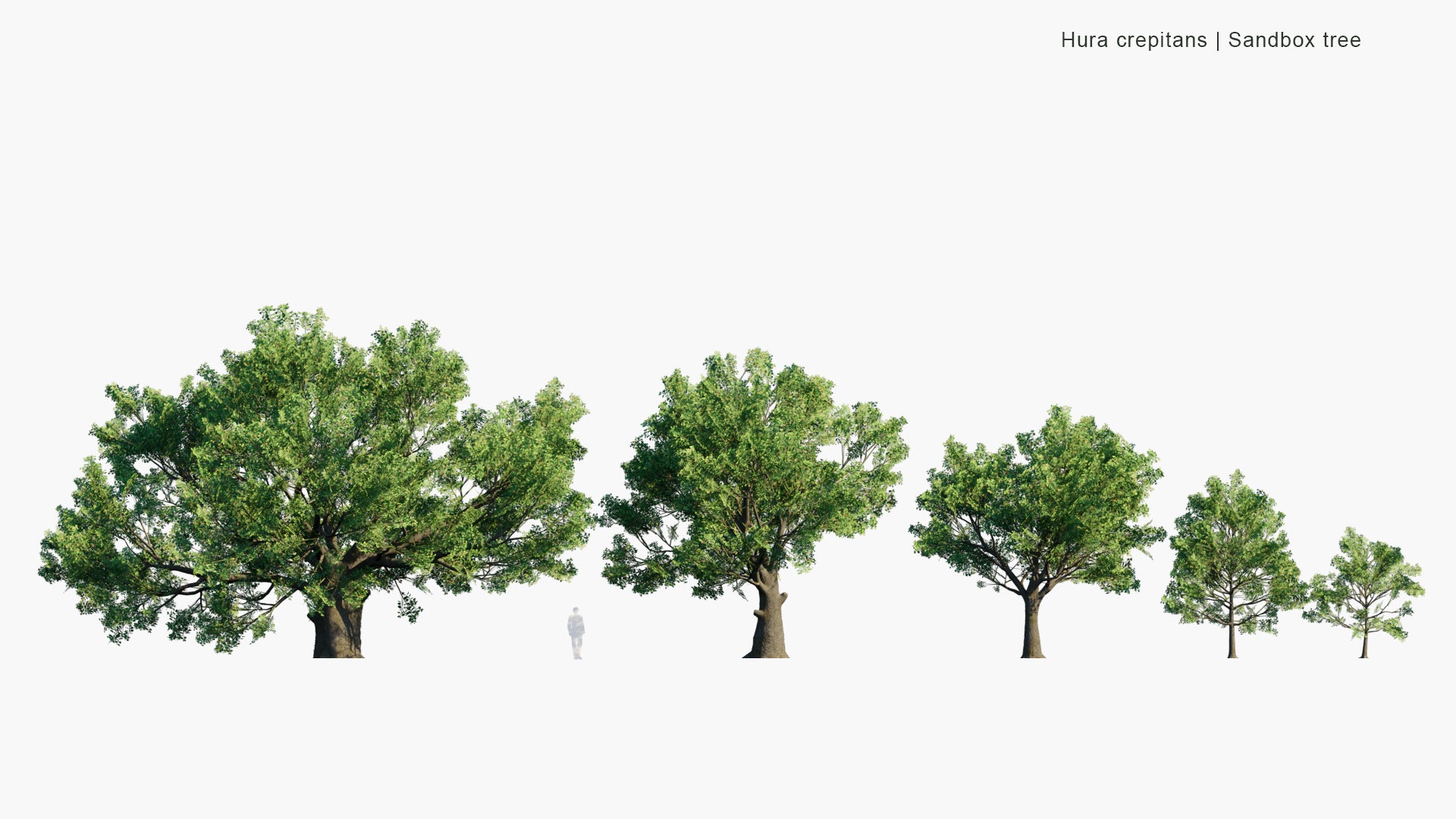 Low Poly Hura Crepitans - Sandbox Tree, Possumwood, Monkey No-climb, Assacu (3D Model)