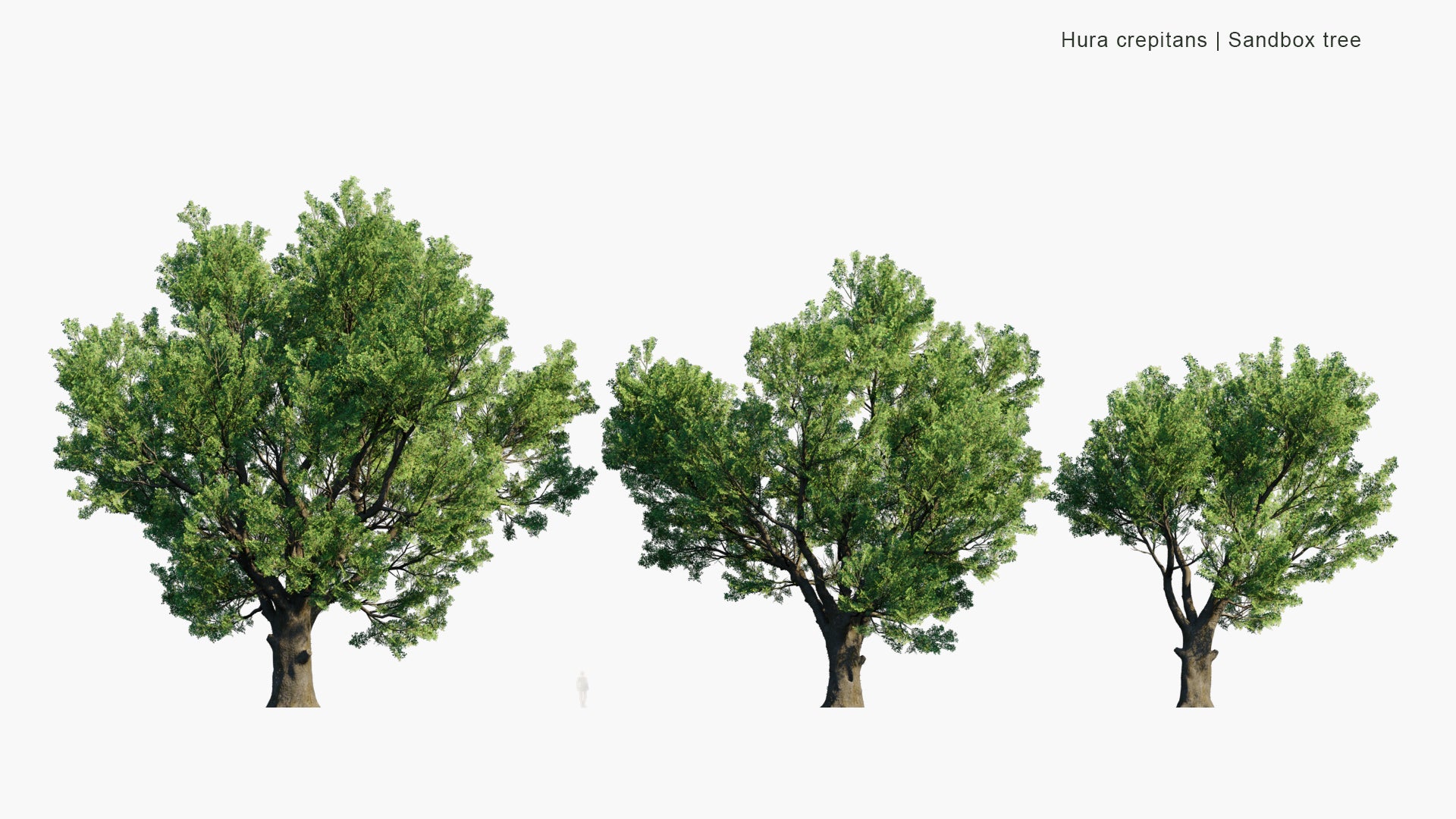 Low Poly Hura Crepitans - Sandbox Tree, Possumwood, Monkey No-climb, Assacu (3D Model)