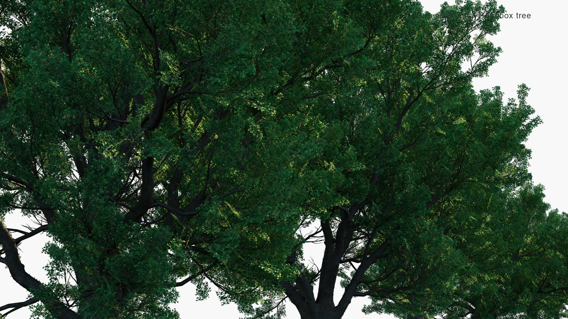 Low Poly Hura Crepitans - Sandbox Tree, Possumwood, Monkey No-climb, Assacu (3D Model)