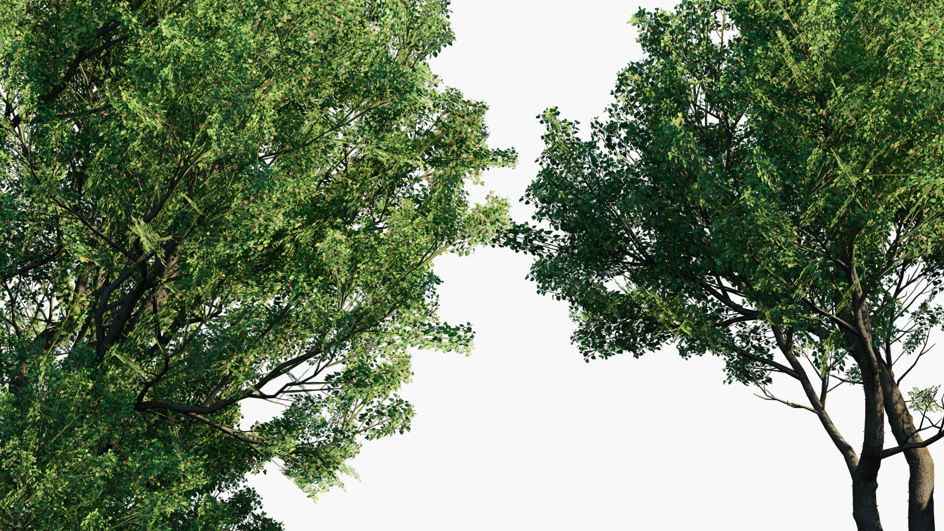Low Poly Hura Crepitans - Sandbox Tree, Possumwood, Monkey No-climb, Assacu (3D Model)