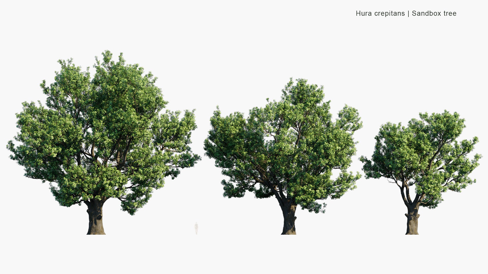 Hura Crepitans - Sandbox Tree, Possumwood, Monkey No-climb, Assacu (3D Model)