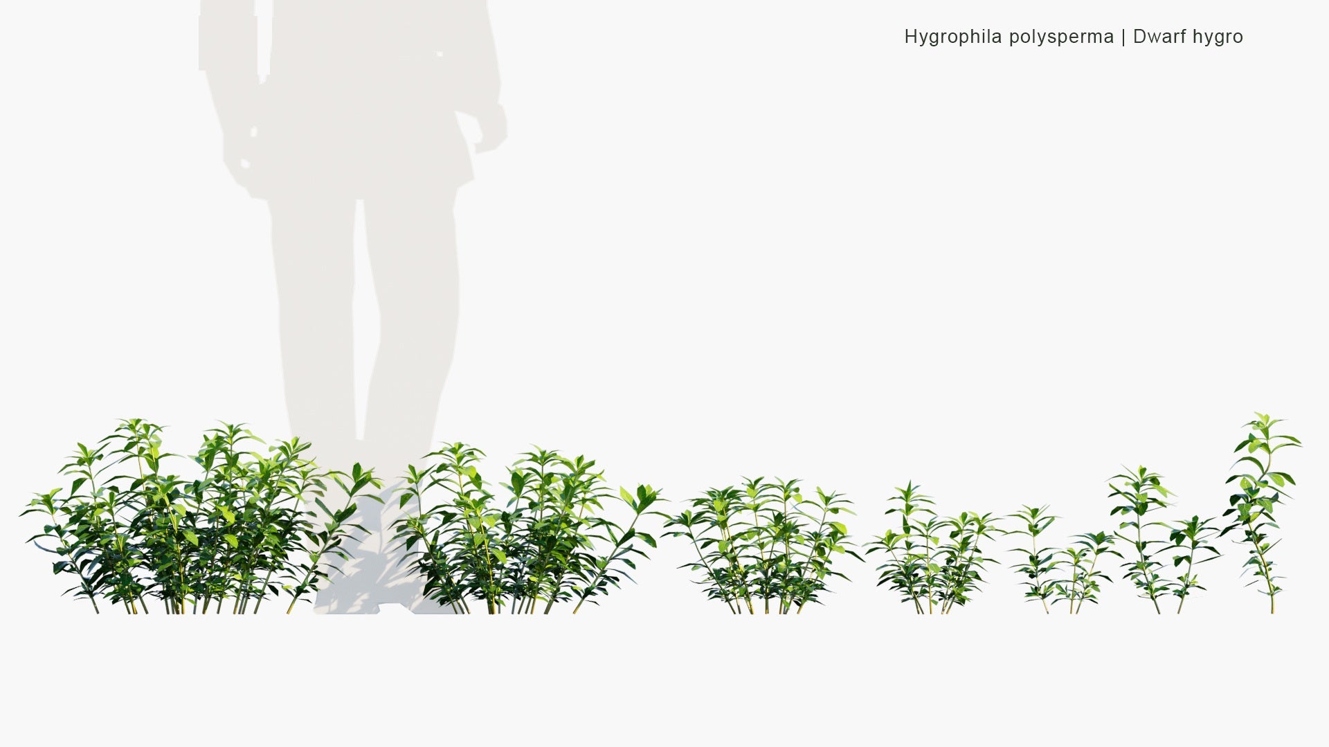 Low Poly Hygrophila Polysperma - Dwarf Hygro (3D Model)