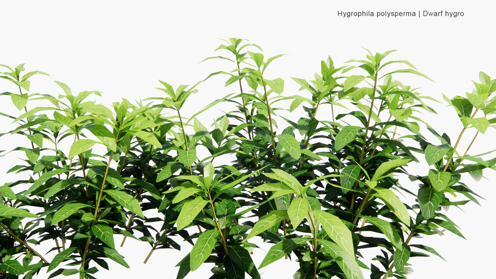 Low Poly Hygrophila Polysperma - Dwarf Hygro (3D Model)