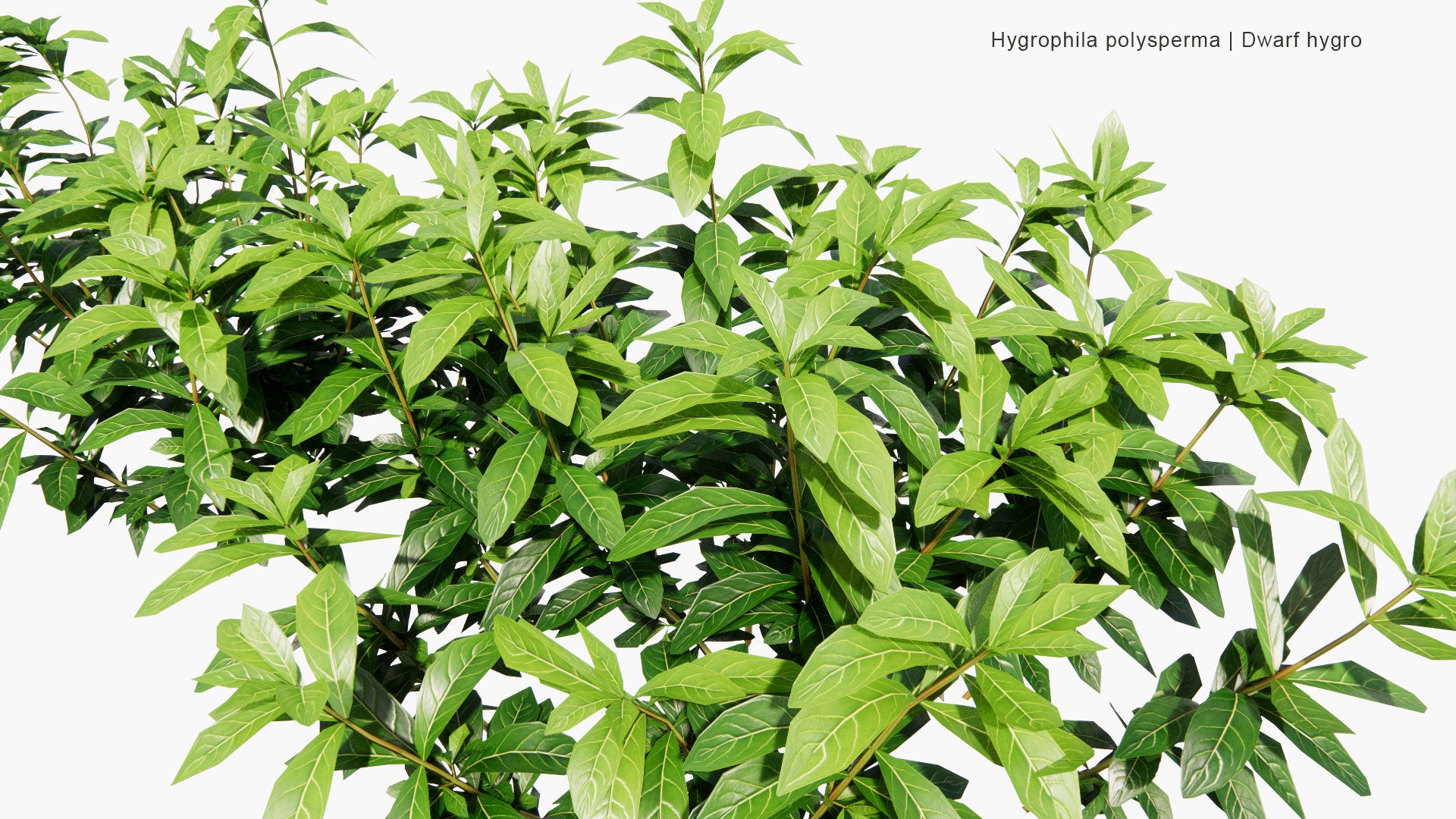 Low Poly Hygrophila Polysperma - Dwarf Hygro (3D Model)