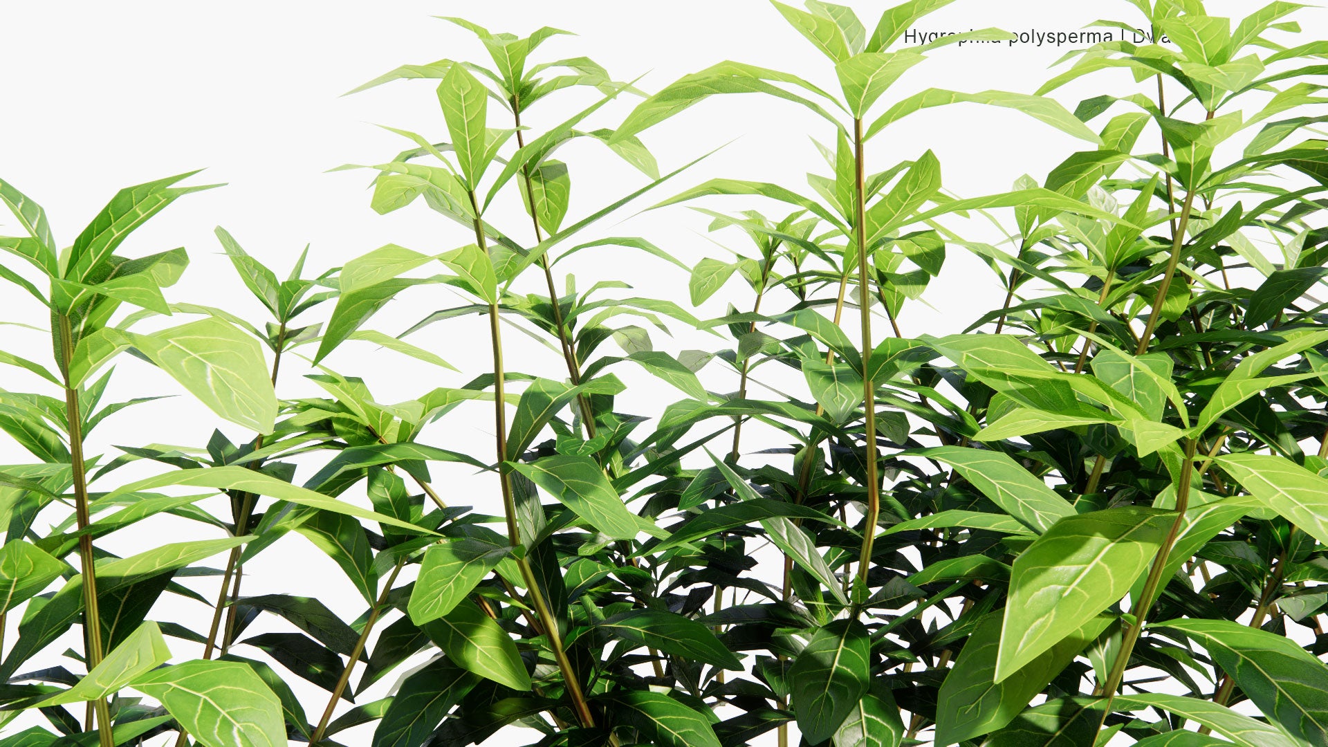Low Poly Hygrophila Polysperma - Dwarf Hygro (3D Model)