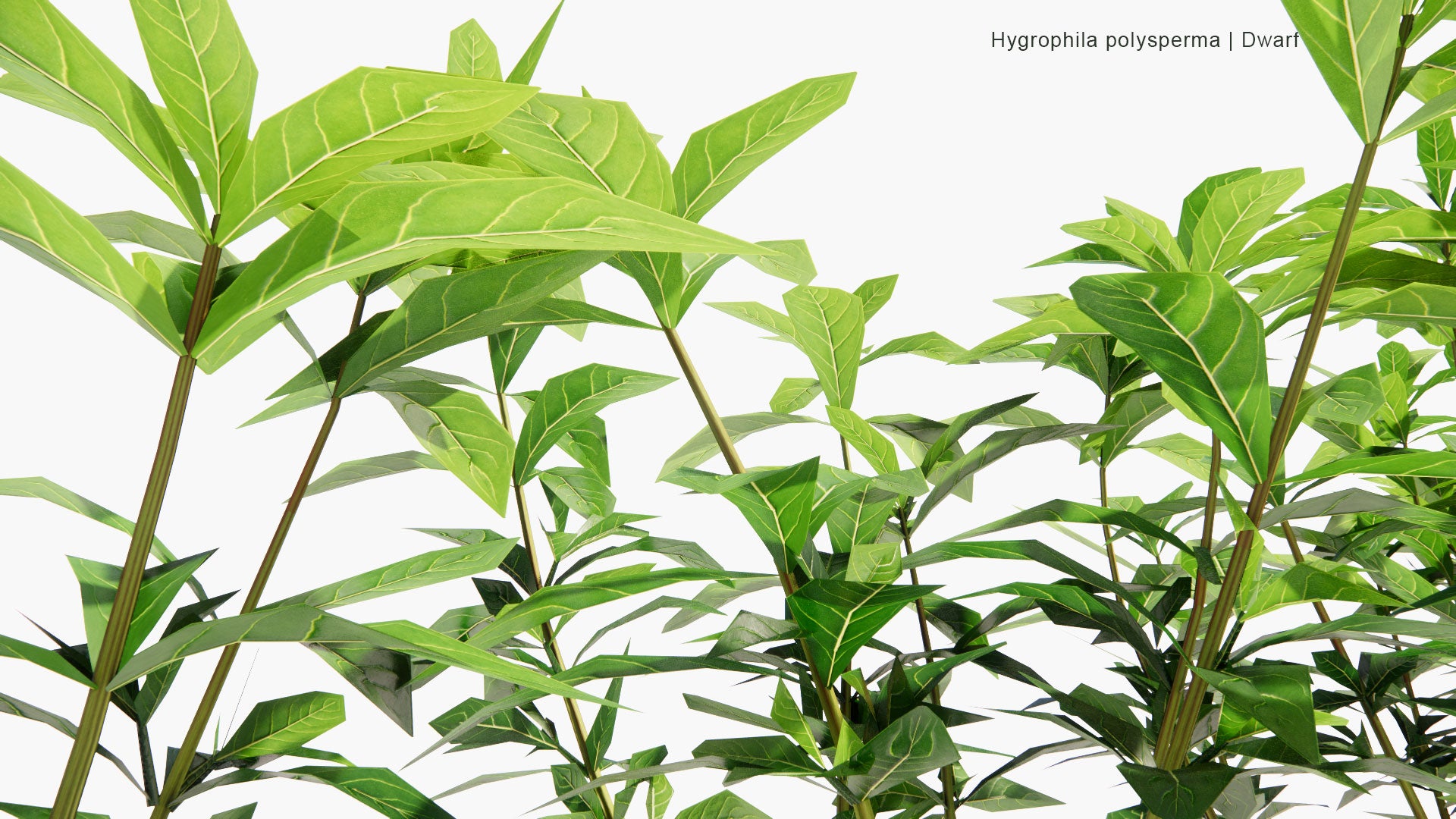 Low Poly Hygrophila Polysperma - Dwarf Hygro (3D Model)