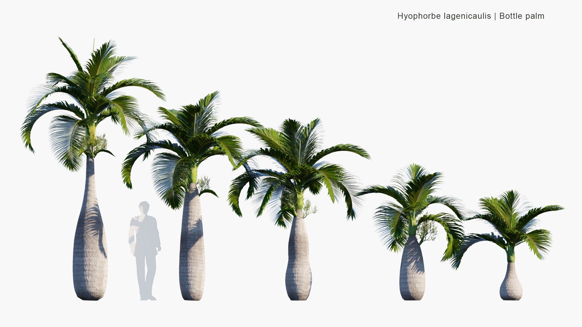 Low Poly Hyophorbe Lagenicaulis - Bottle Palm, Palmiste Gargoulette (3D Model)