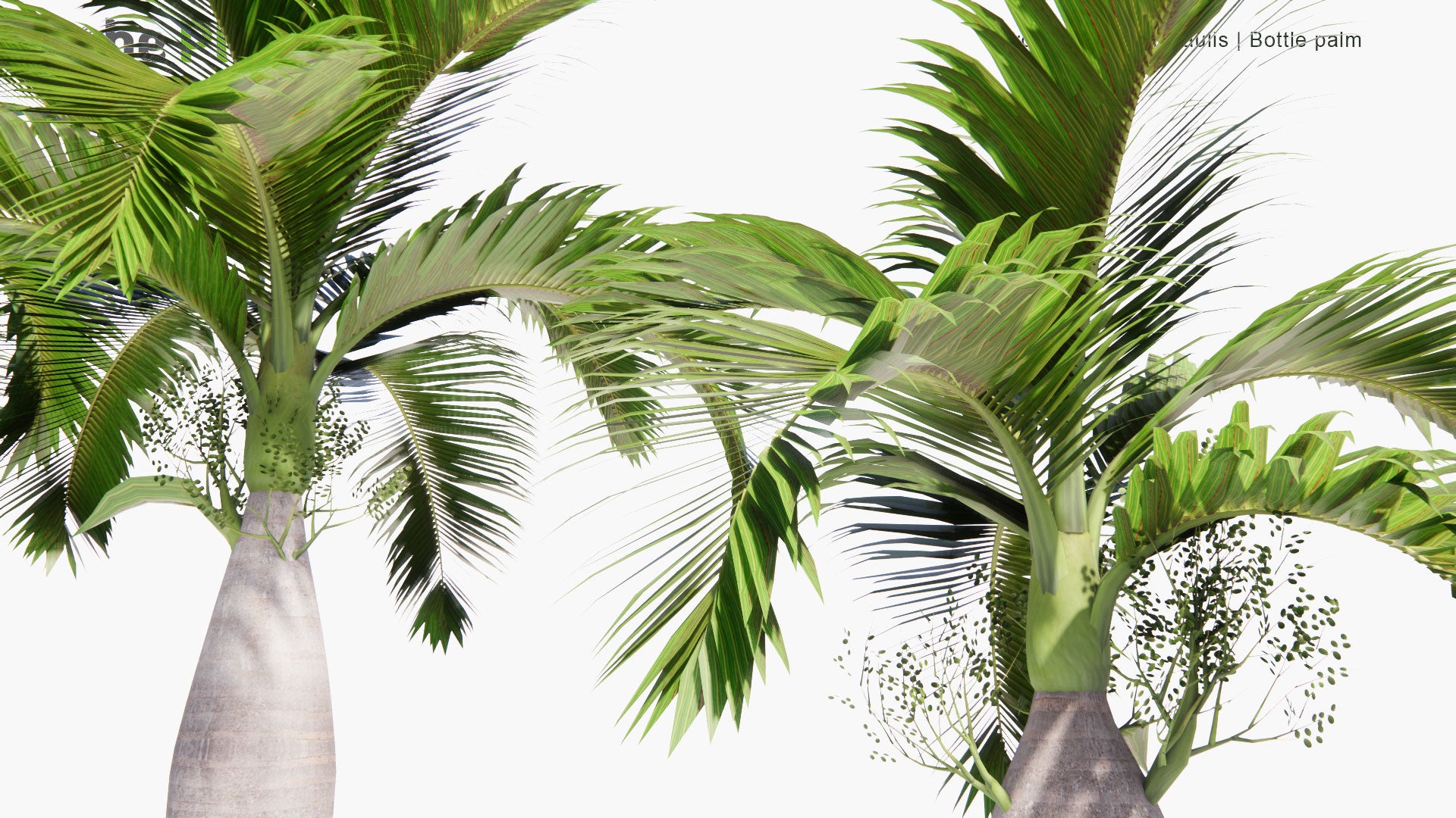 Low Poly Hyophorbe Lagenicaulis - Bottle Palm, Palmiste Gargoulette (3D Model)
