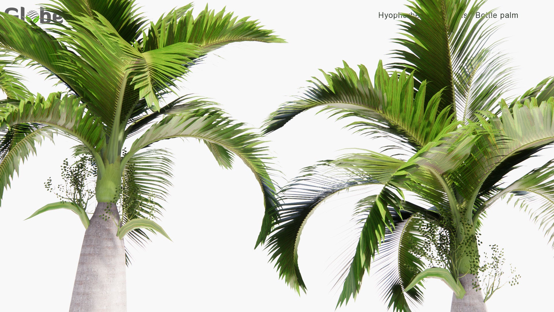 Low Poly Hyophorbe Lagenicaulis - Bottle Palm, Palmiste Gargoulette (3D Model)