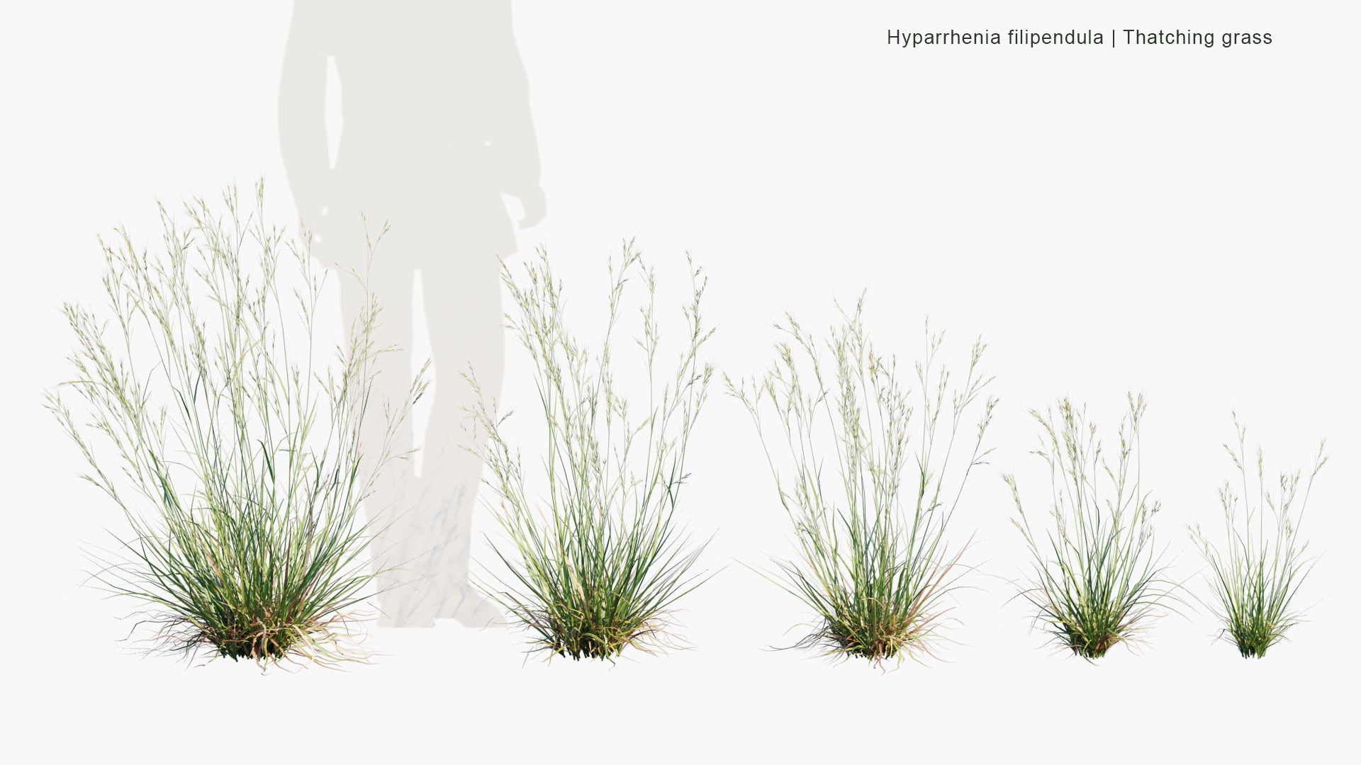 Low Poly Hyparrhenia Filipendula - Ambookie Grass, Fine Thatching Grass, Fine Hood Grass (3D Model)