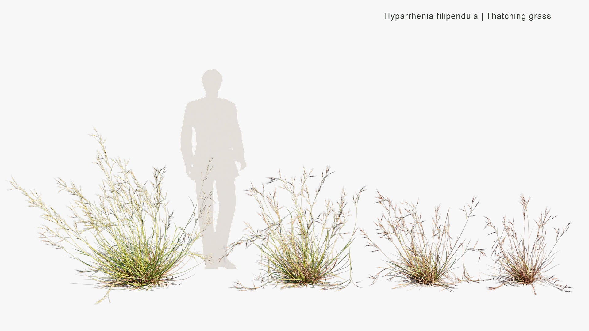 Hyparrhenia Filipendula - Ambookie Grass, Fine Thatching Grass, Fine Hood Grass (3D Model)