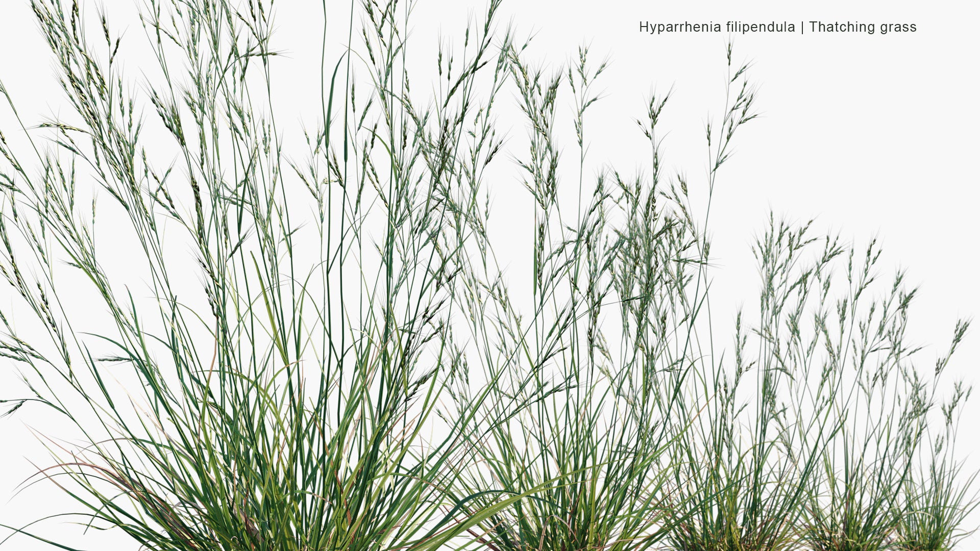 Hyparrhenia Filipendula - Ambookie Grass, Fine Thatching Grass, Fine Hood Grass (3D Model)