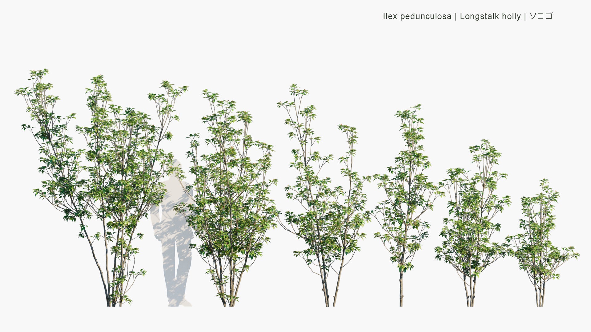 Low Poly Ilex Pedunculosa - Longstalk Holly, ソヨゴ (3D Model)