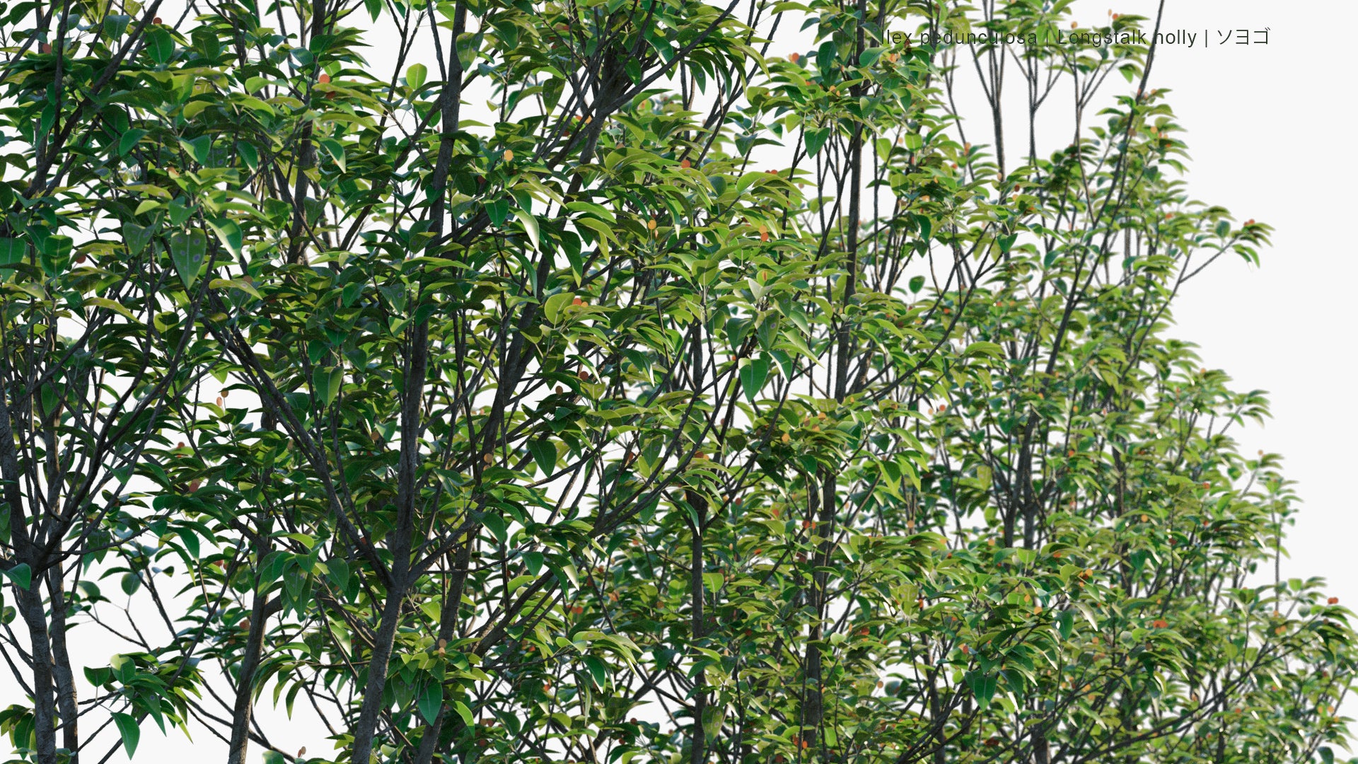 Low Poly Ilex Pedunculosa - Longstalk Holly, ソヨゴ (3D Model)