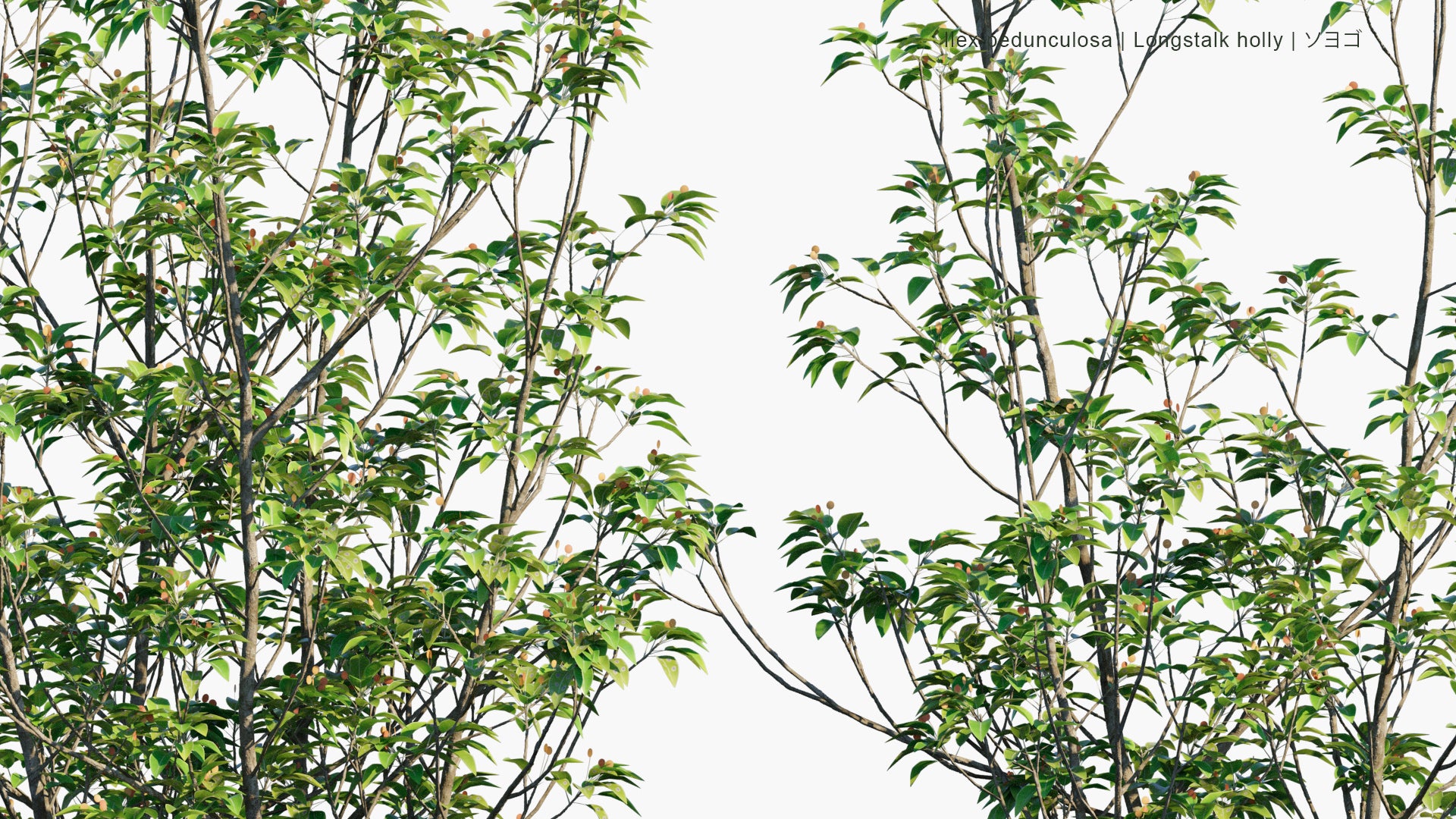Low Poly Ilex Pedunculosa - Longstalk Holly, ソヨゴ (3D Model)