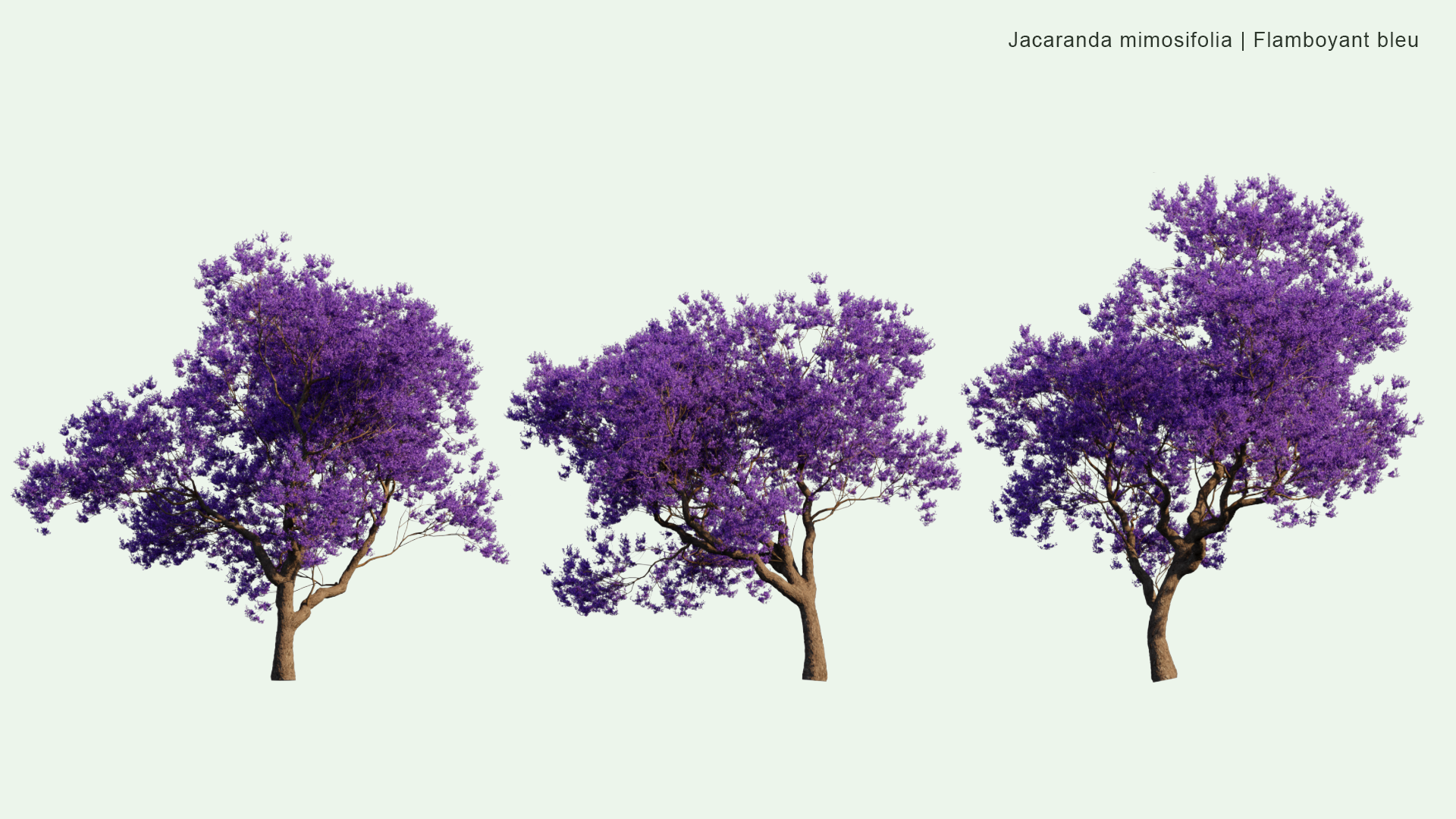 2D Jacaranda Mimosifolia - Flamboyant Bleu, Black Poui, The Fern Tree