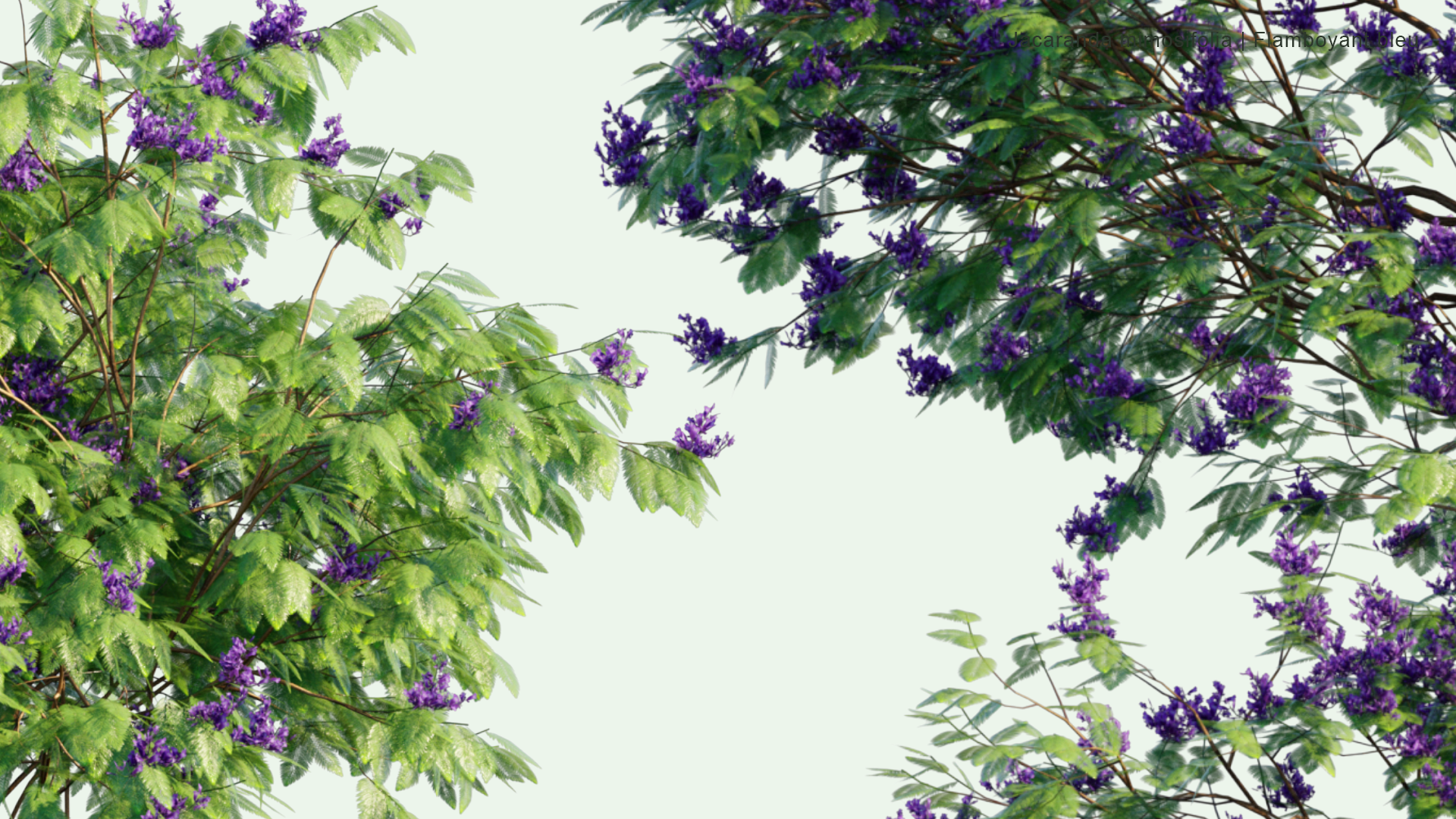 2D Jacaranda Mimosifolia - Flamboyant Bleu, Black Poui, The Fern Tree