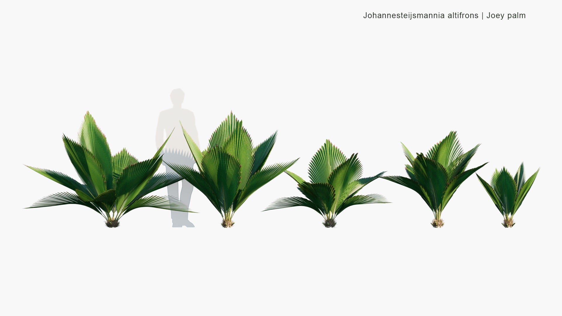 Low Poly Johannesteijsmannia Altifrons - Joey Palm (3D Model)
