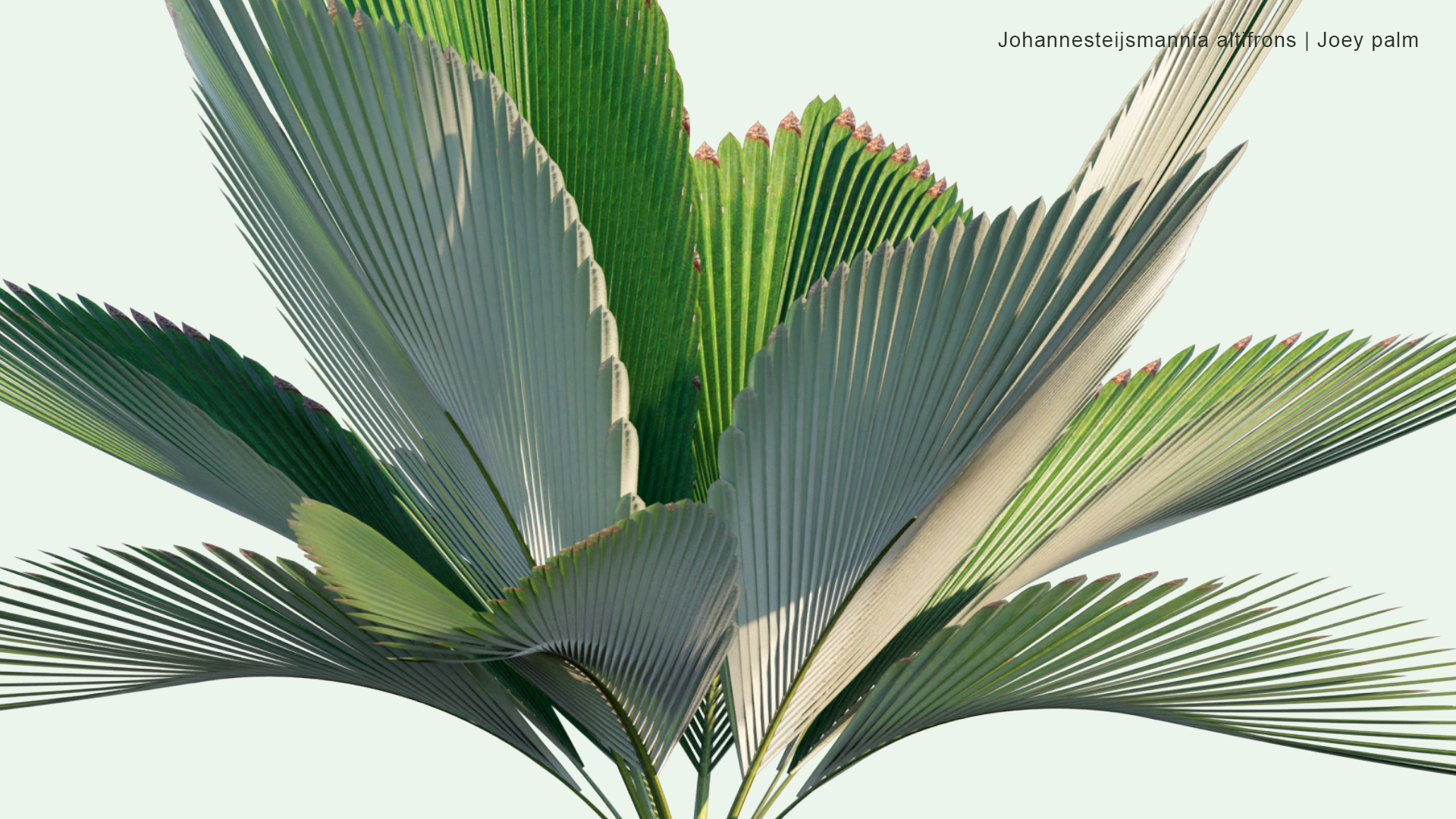 2D Johannesteijsmannia Altifrons - Joey Palm