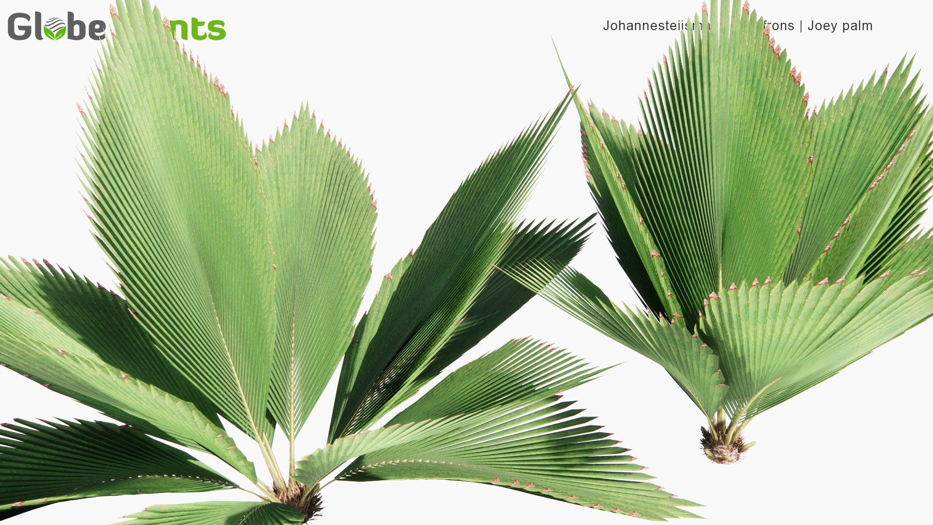 Low Poly Johannesteijsmannia Altifrons - Joey Palm (3D Model)