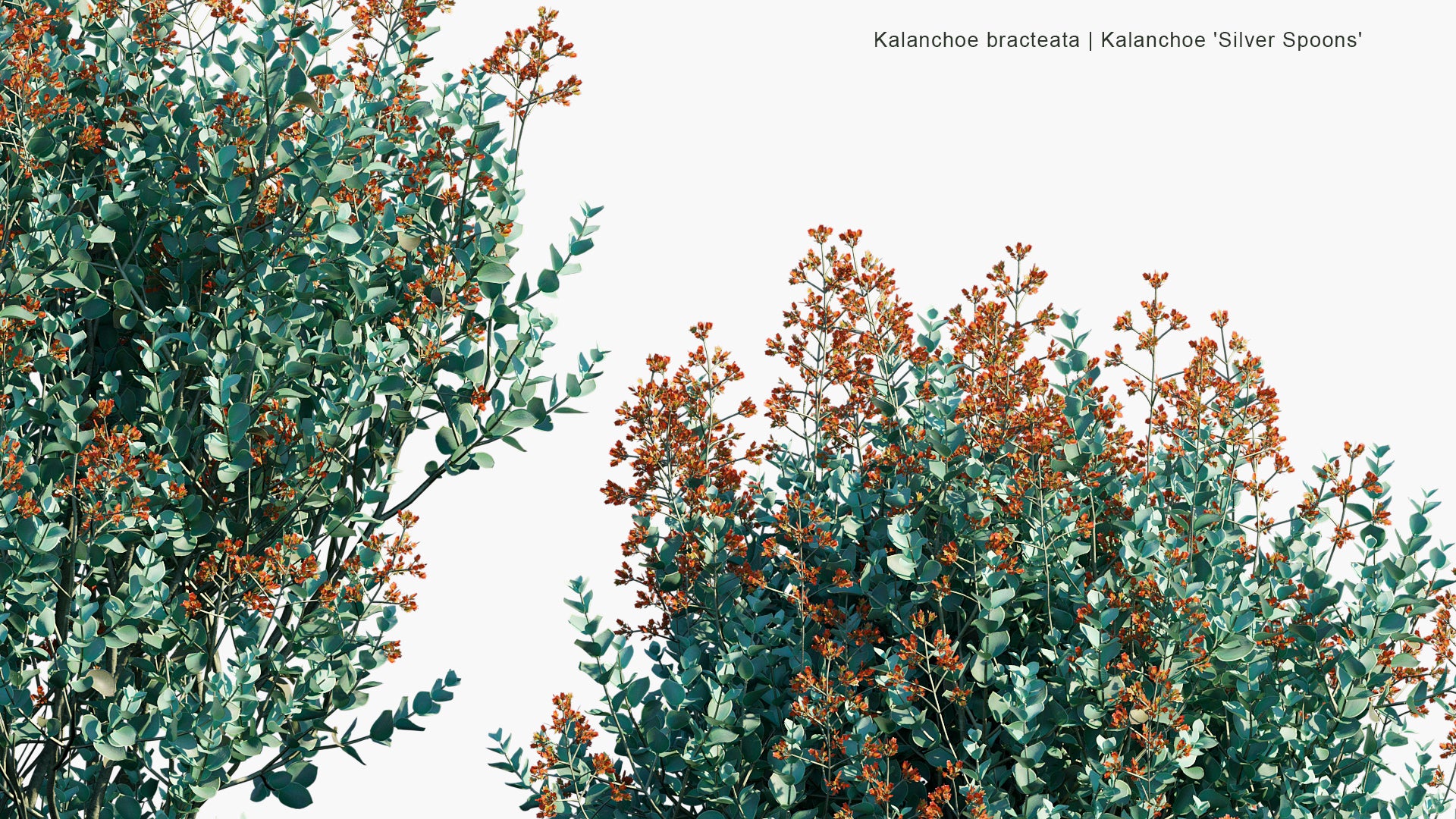 Kalanchoe Bracteata - Kalanchoe Silver Spoons, Silver Teaspoons (3D Model)