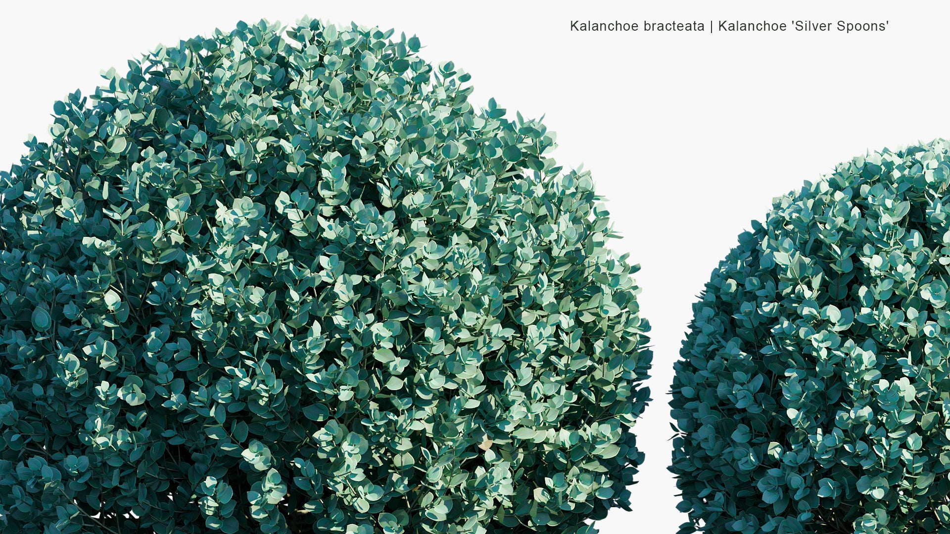 Kalanchoe Bracteata - Kalanchoe Silver Spoons, Silver Teaspoons (3D Model)