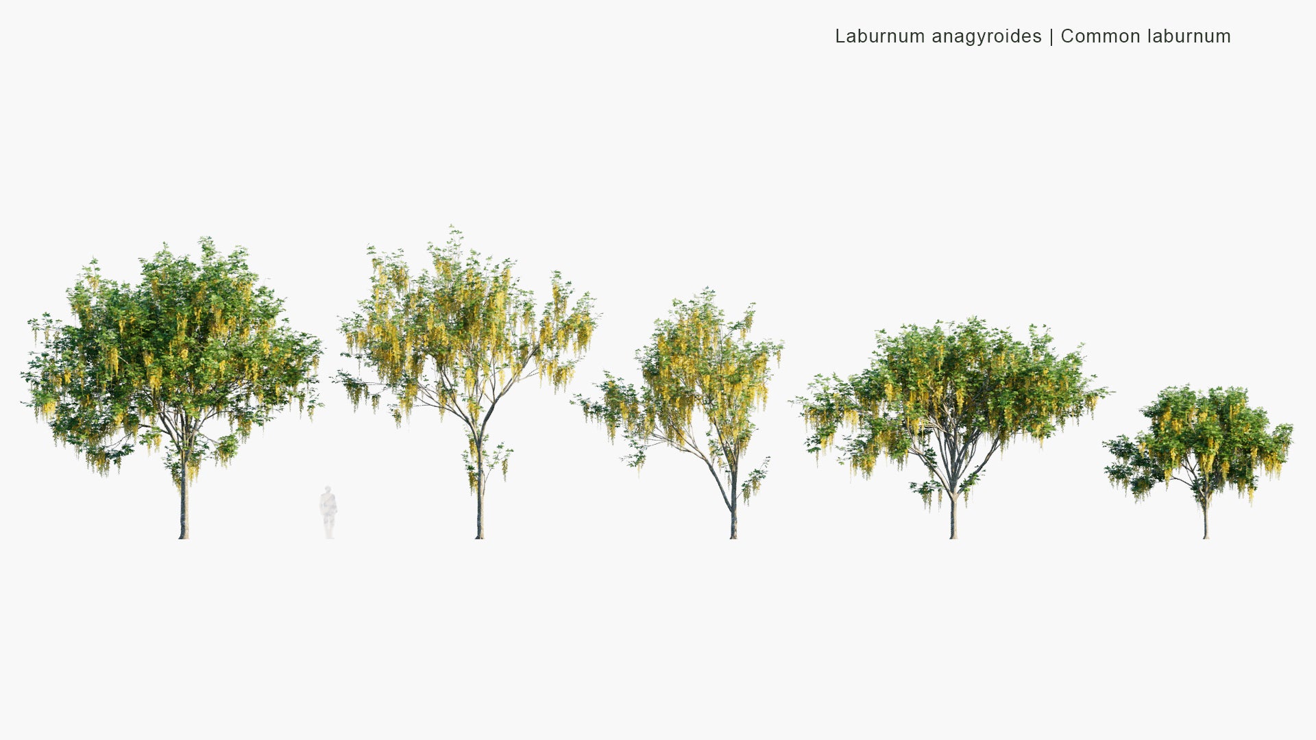 Low Poly Laburnum Anagyroides - Common Laburnum, Golden Chain, Golden Rain (3D Model)