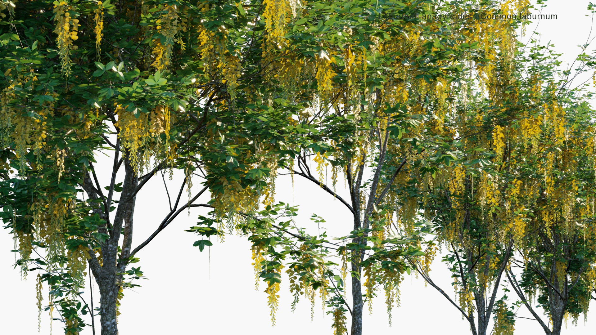 Low Poly Laburnum Anagyroides - Common Laburnum, Golden Chain, Golden Rain (3D Model)