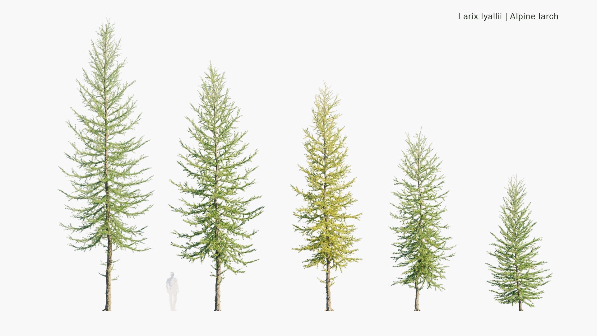 Larix Lyallii 3D Model