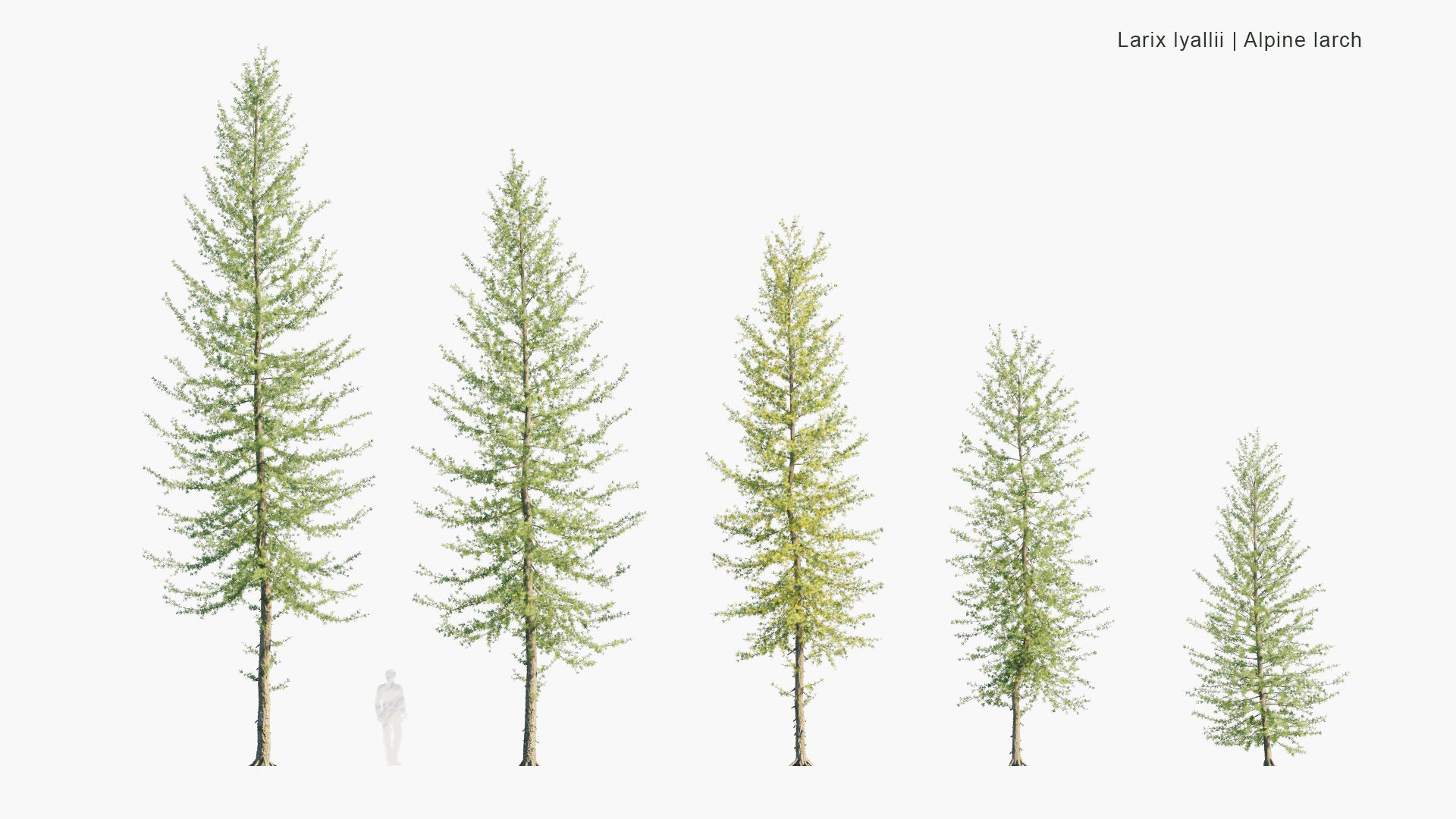 Low Poly Larix Lyallii - Subalpine Larch, Alpine Larch (3D Model)