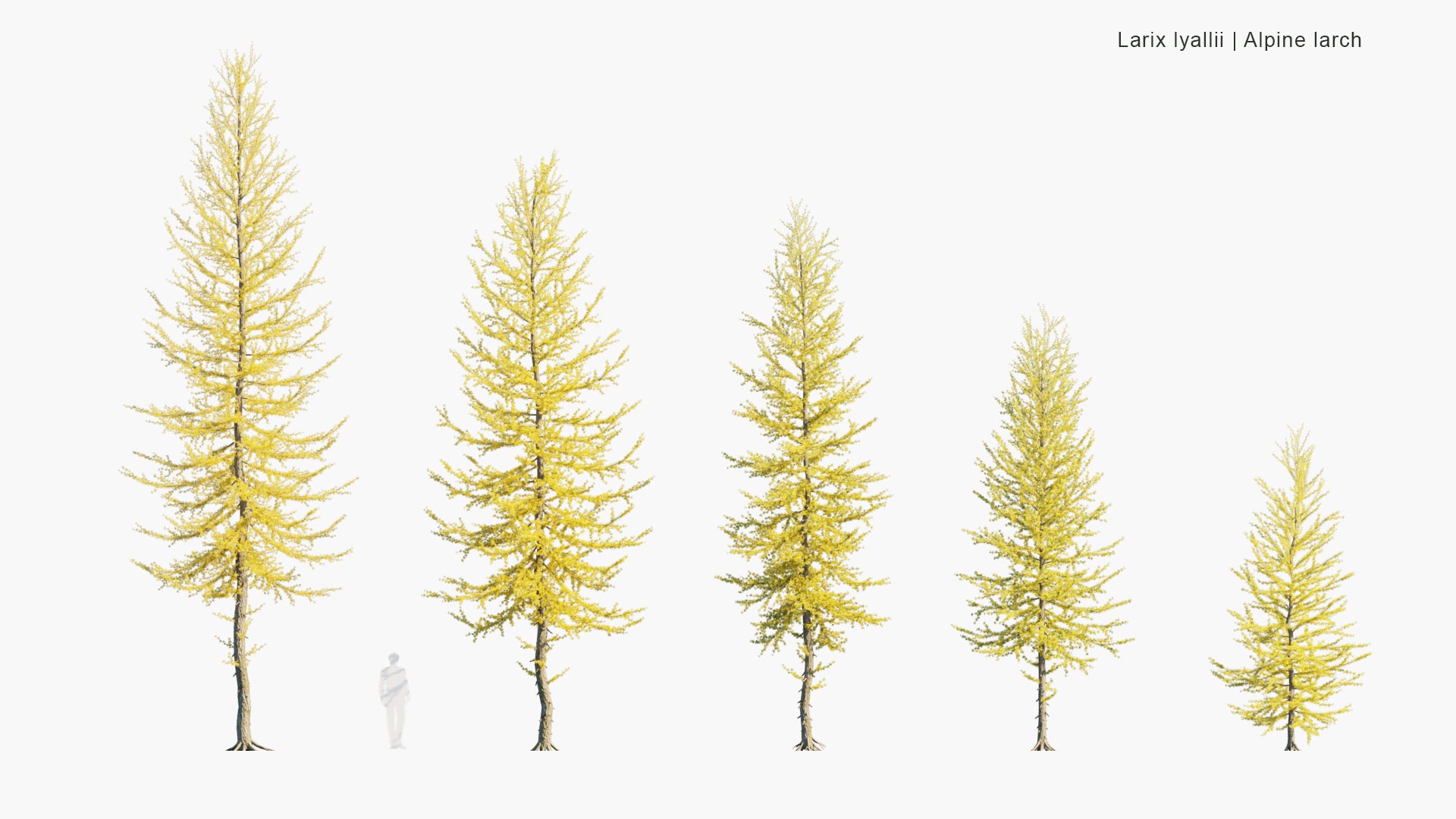 Larix Lyallii 3D Model