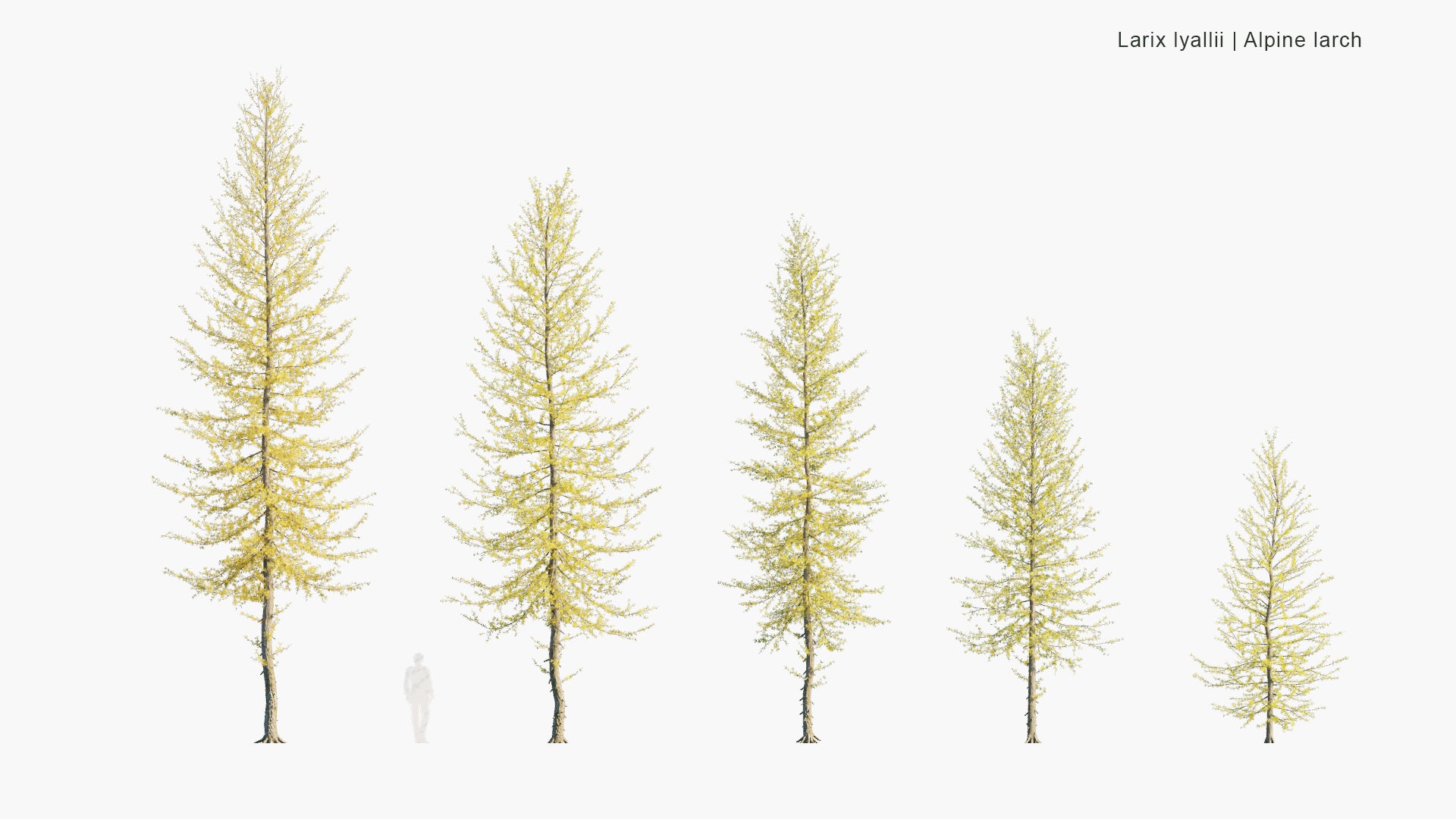 Low Poly Larix Lyallii - Subalpine Larch, Alpine Larch (3D Model)