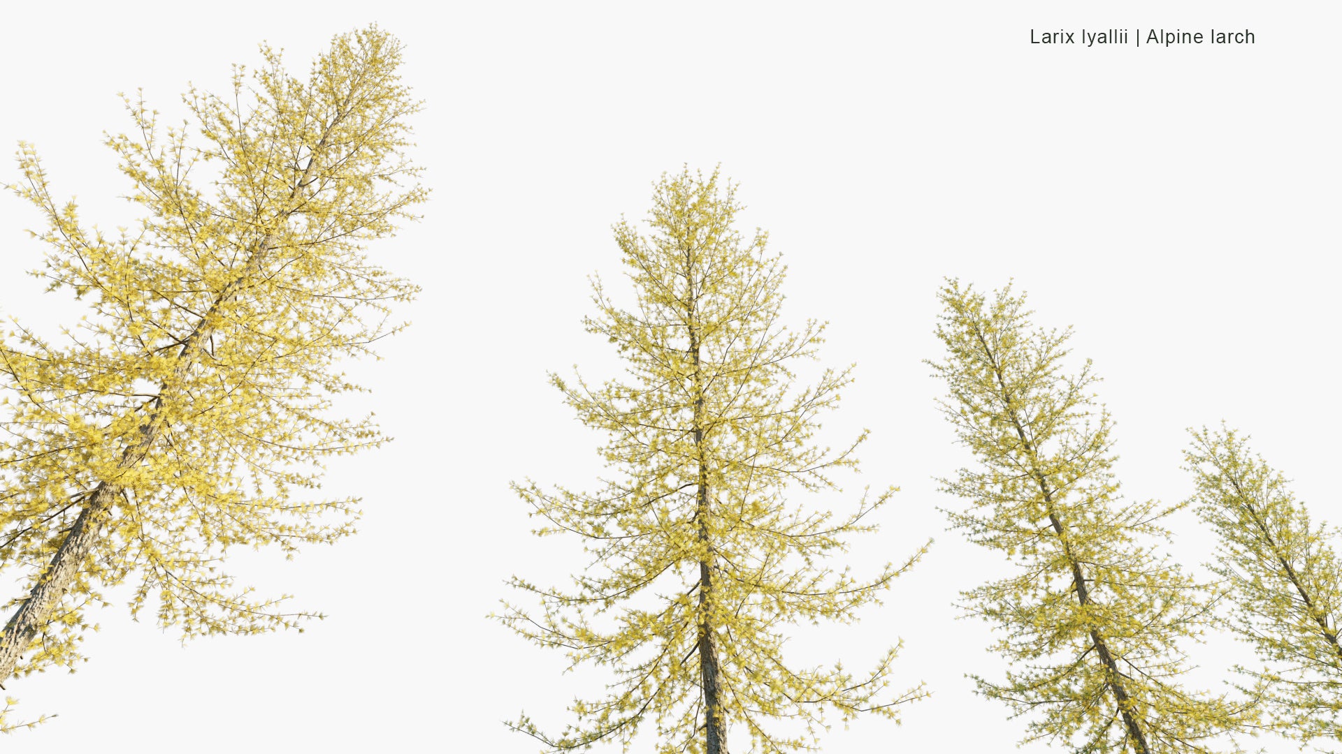 Low Poly Larix Lyallii - Subalpine Larch, Alpine Larch (3D Model)