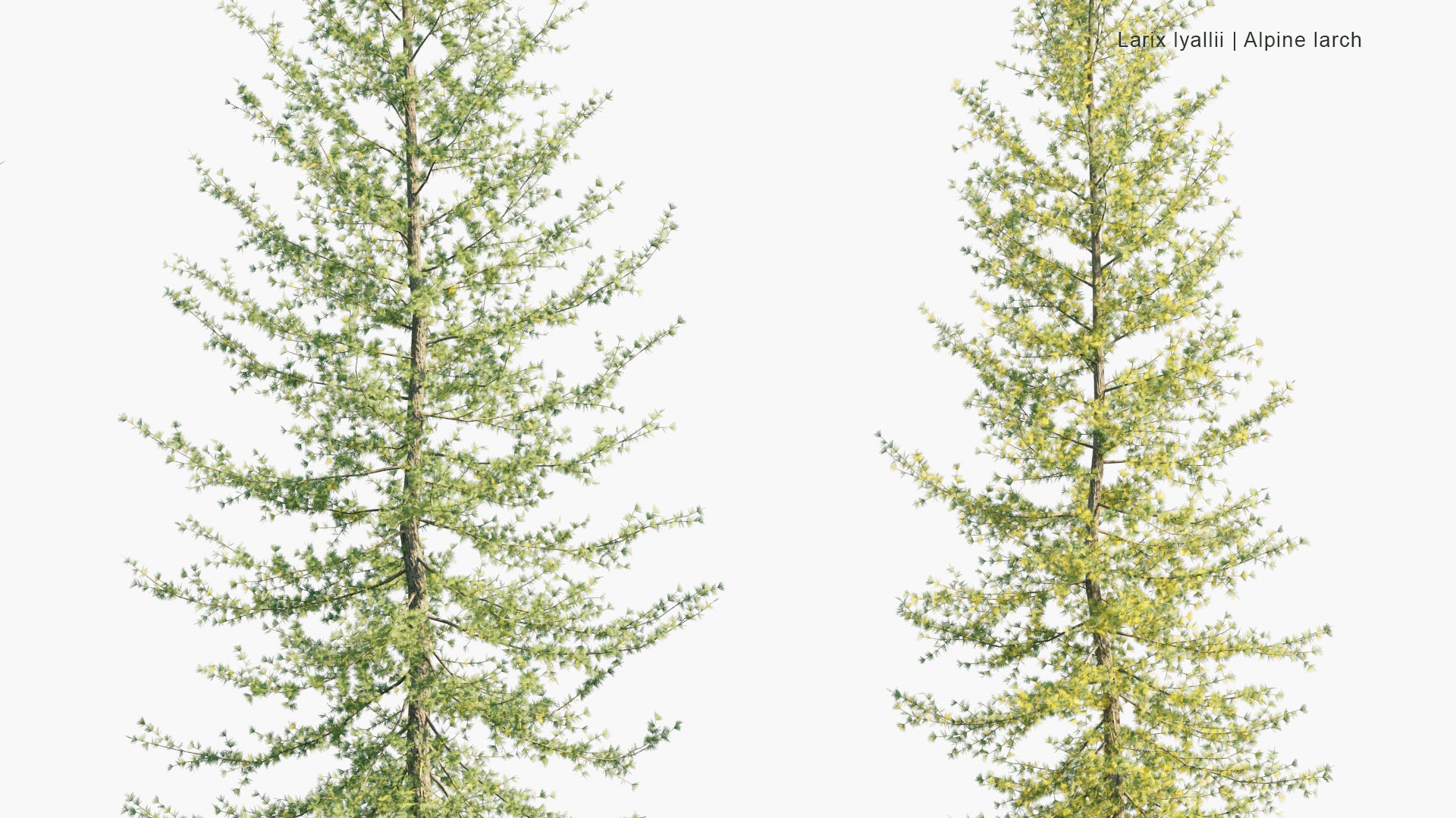 Low Poly Larix Lyallii - Subalpine Larch, Alpine Larch (3D Model)