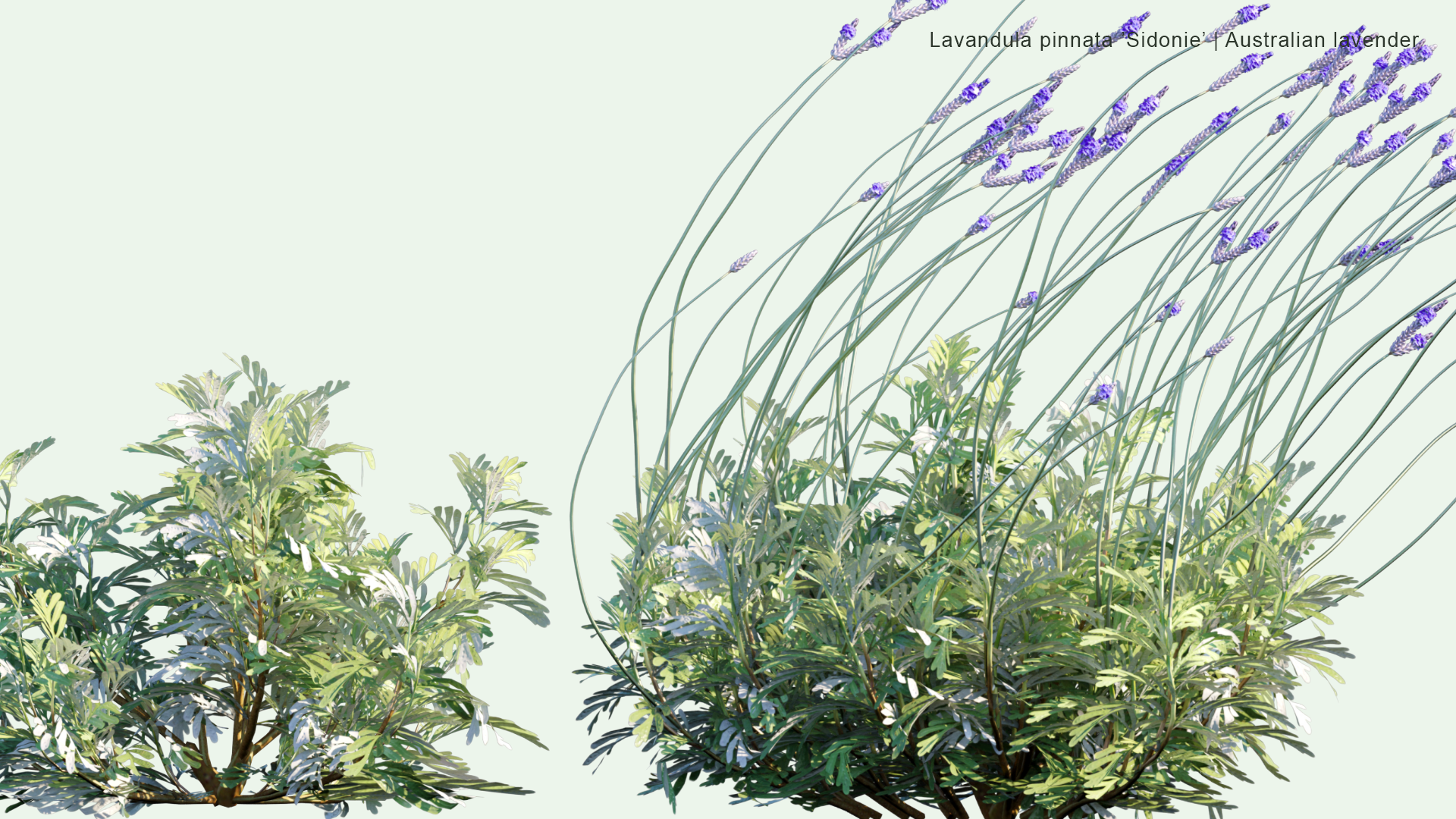 2D Lavandula Pinnata 'Sidonie' - Australian Lavender